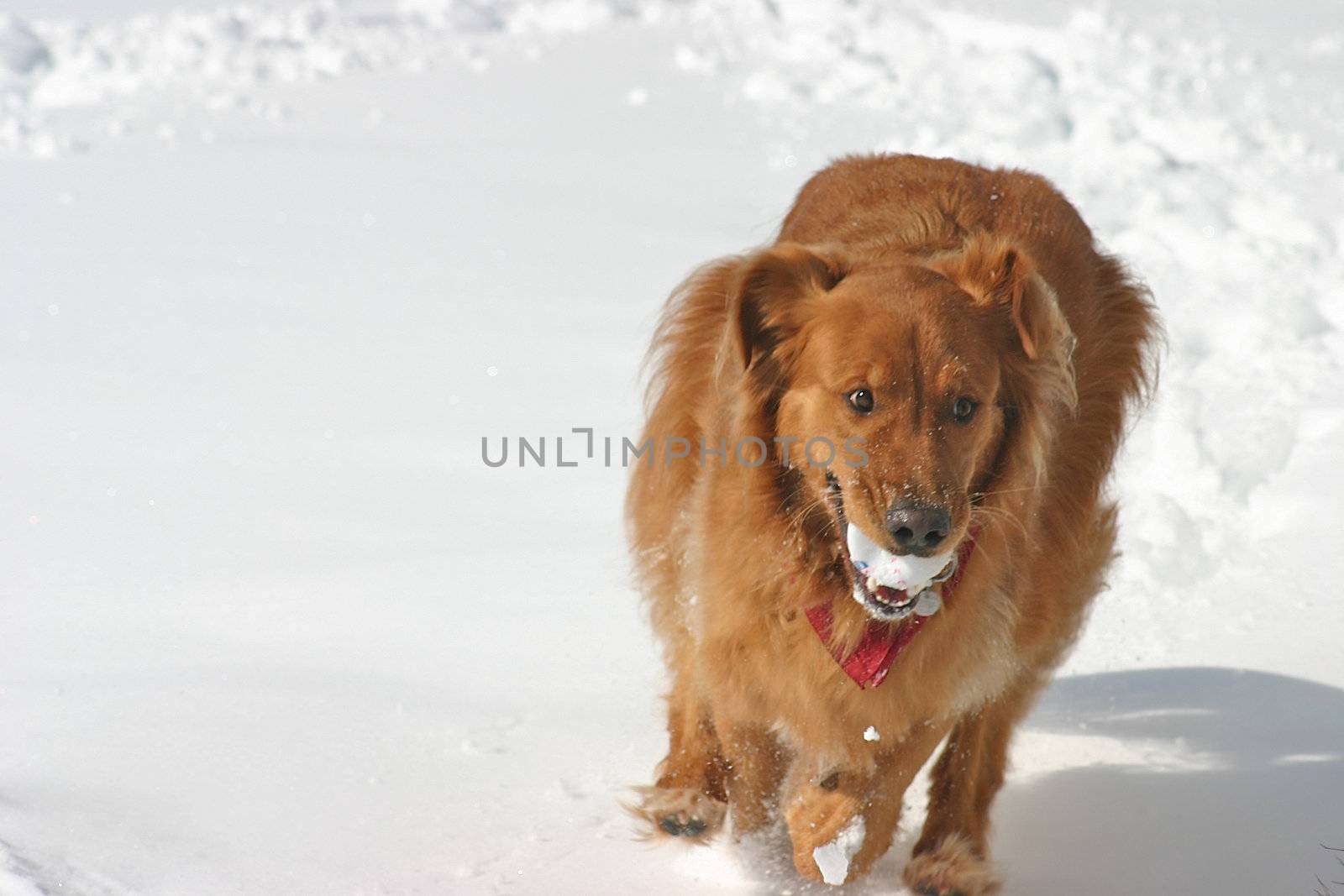 Golden retriever running in the snow with a ball in his mouth