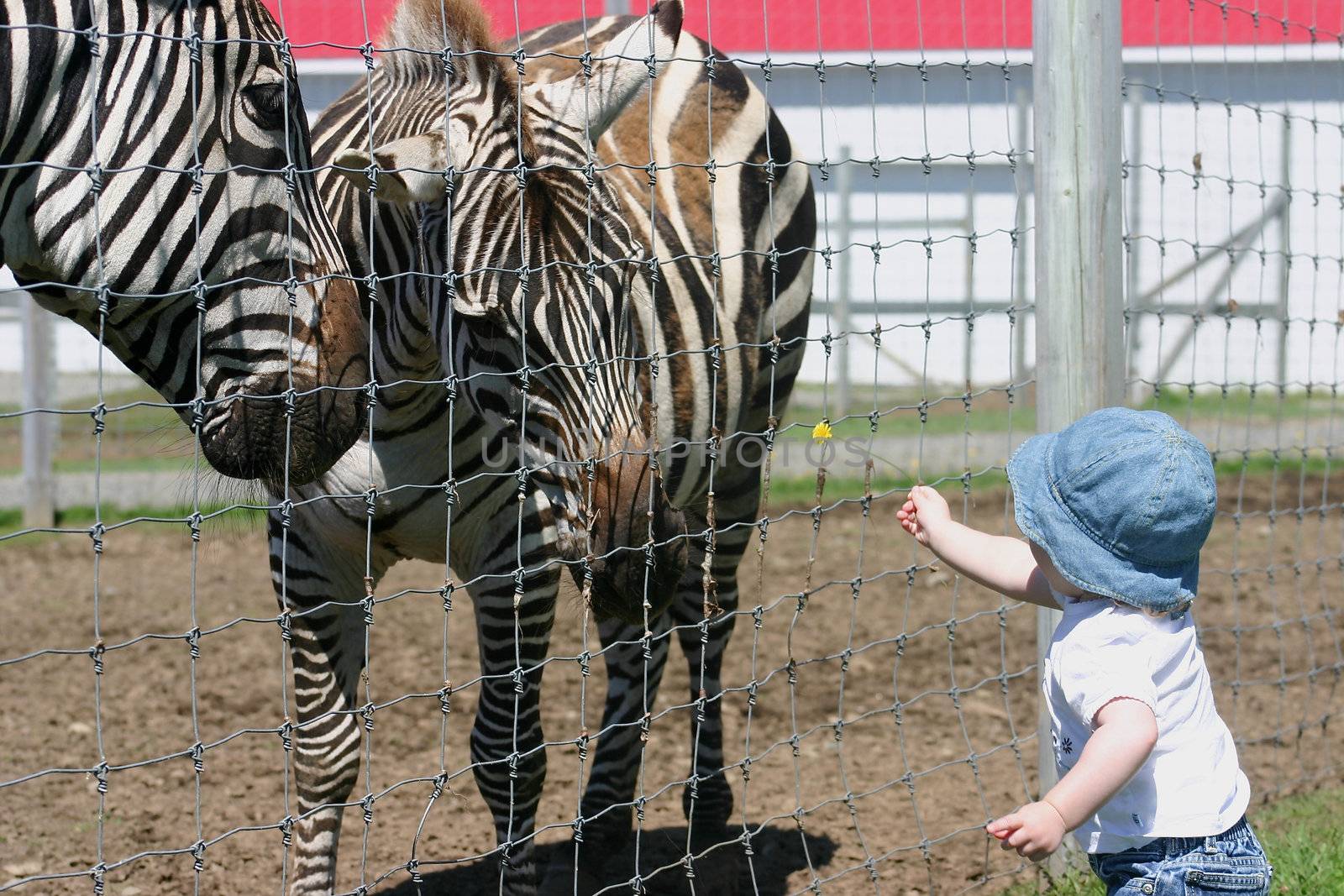 Baby girl feeding zebra