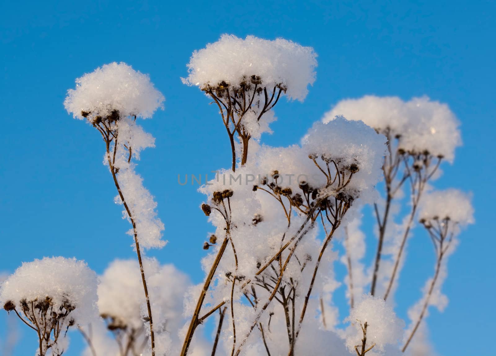 Branches in the fluffy snow against the blue sky