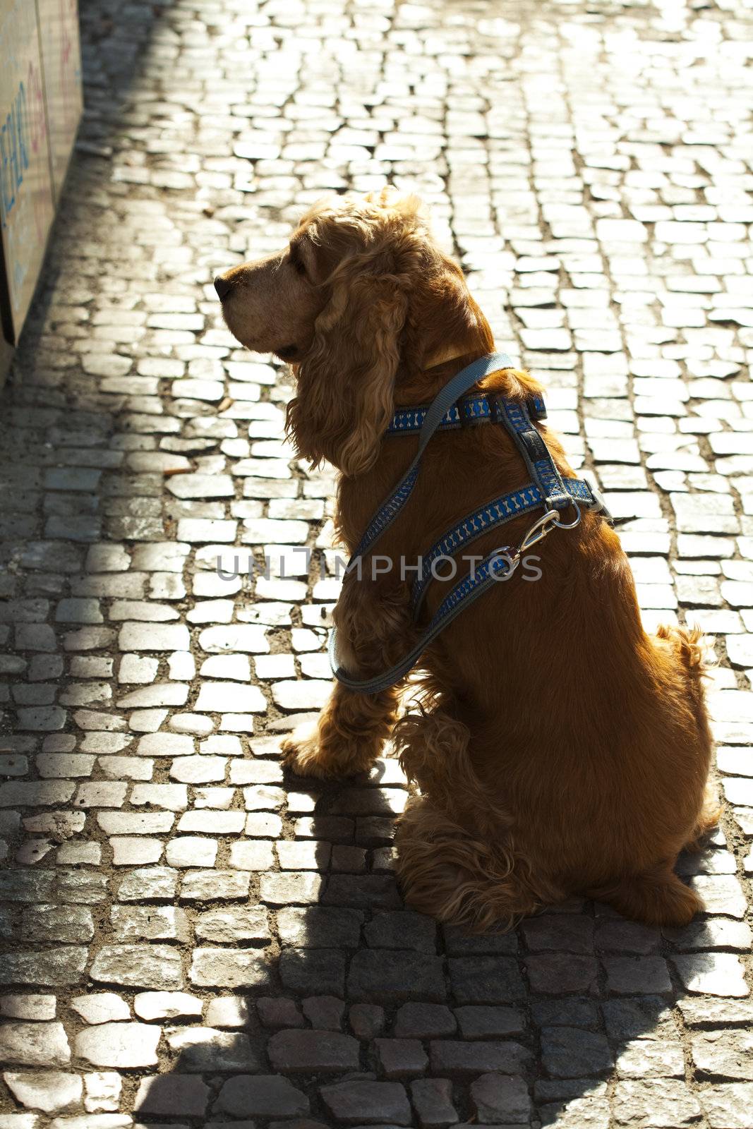 dog waiting for his master by jannyjus