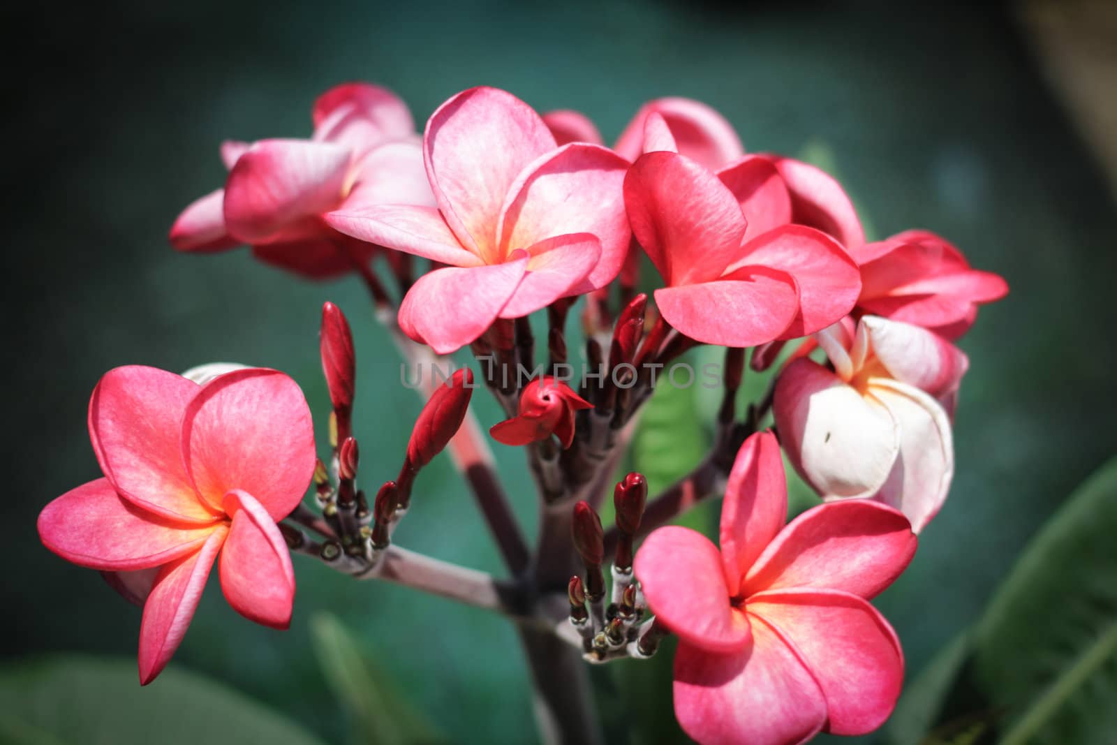 pink frangipani flowers with leaves in background