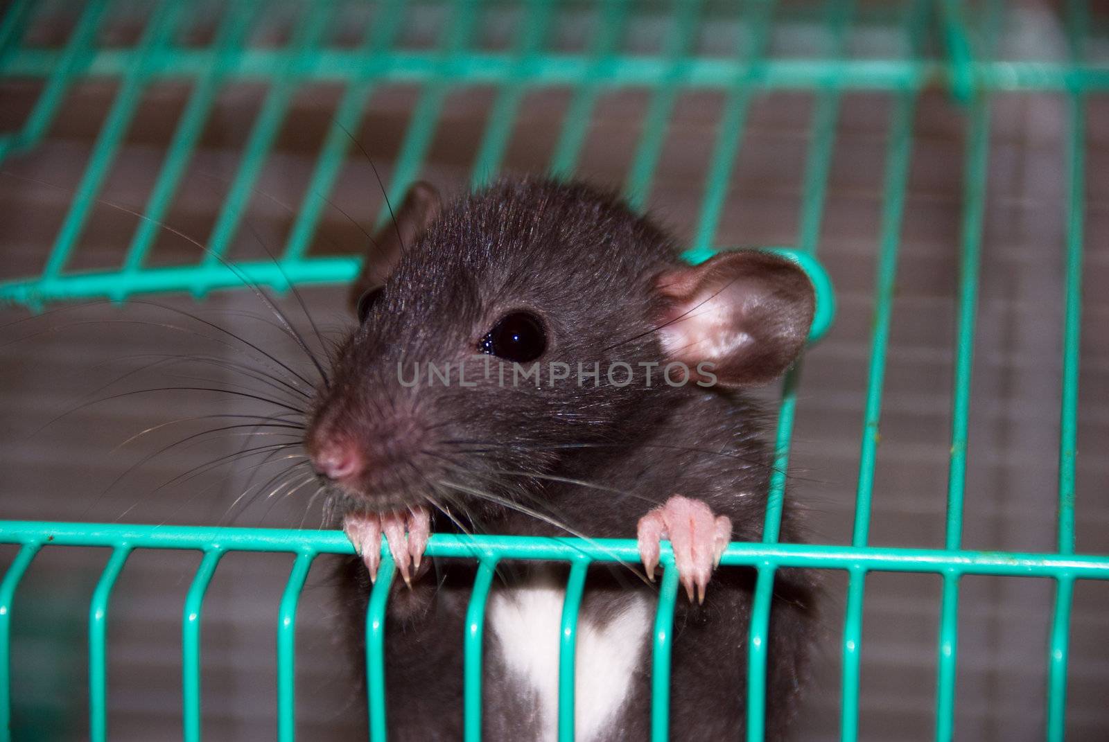 home rat looking out of the cage by jannyjus