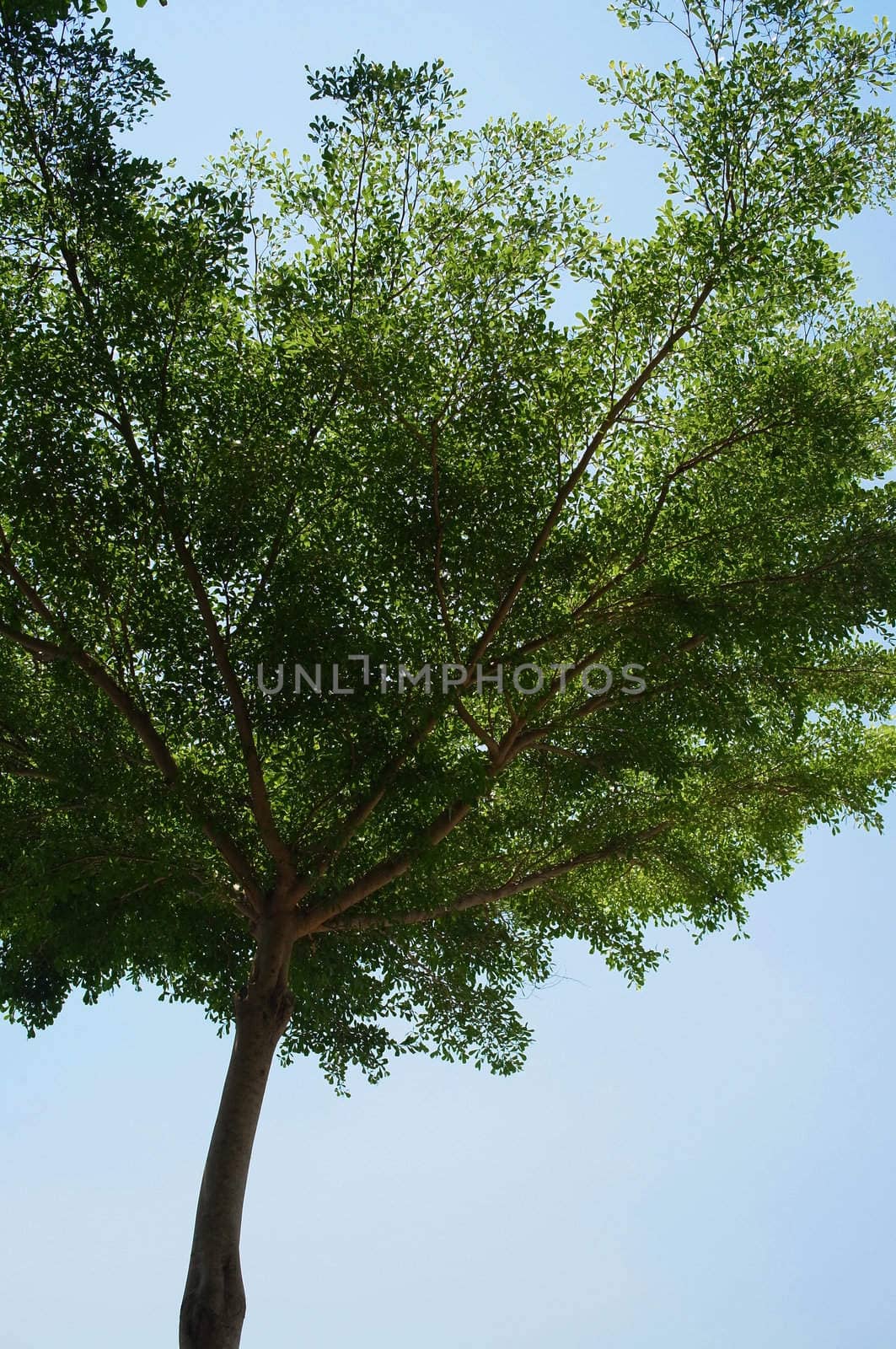 green big tree and blue sky background