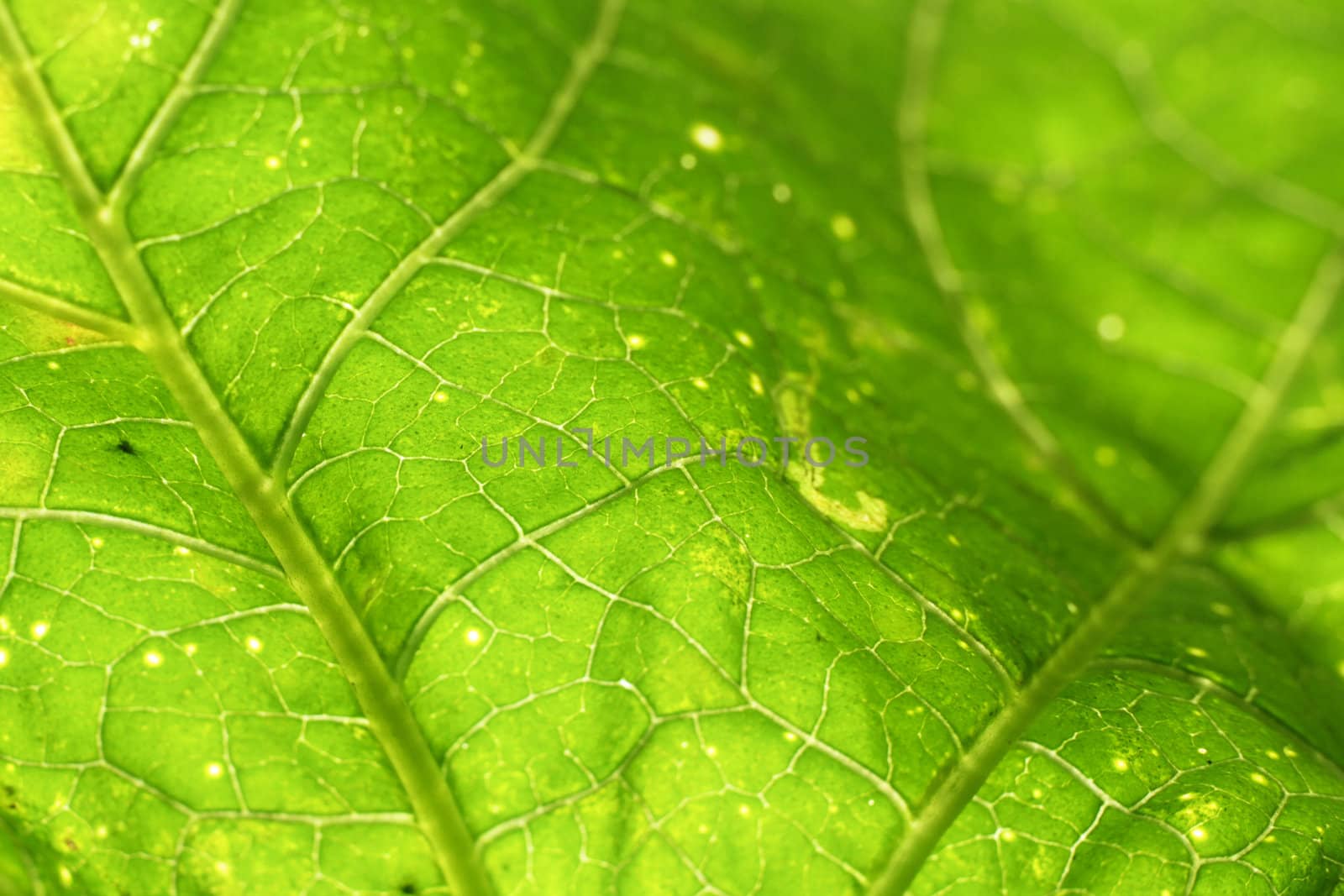 green leaf background in Thailand