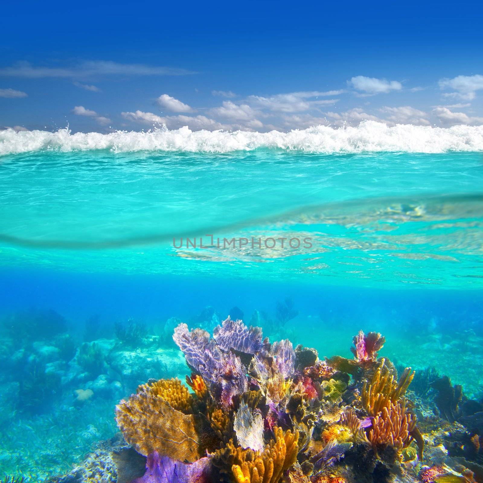 Mayan Riviera coral reef underwater up down waterline Mexico