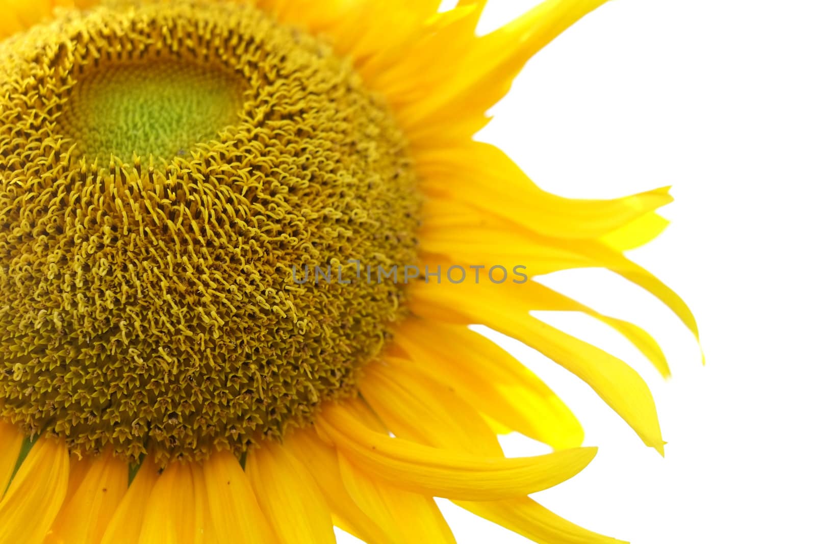 Sun flower on white background