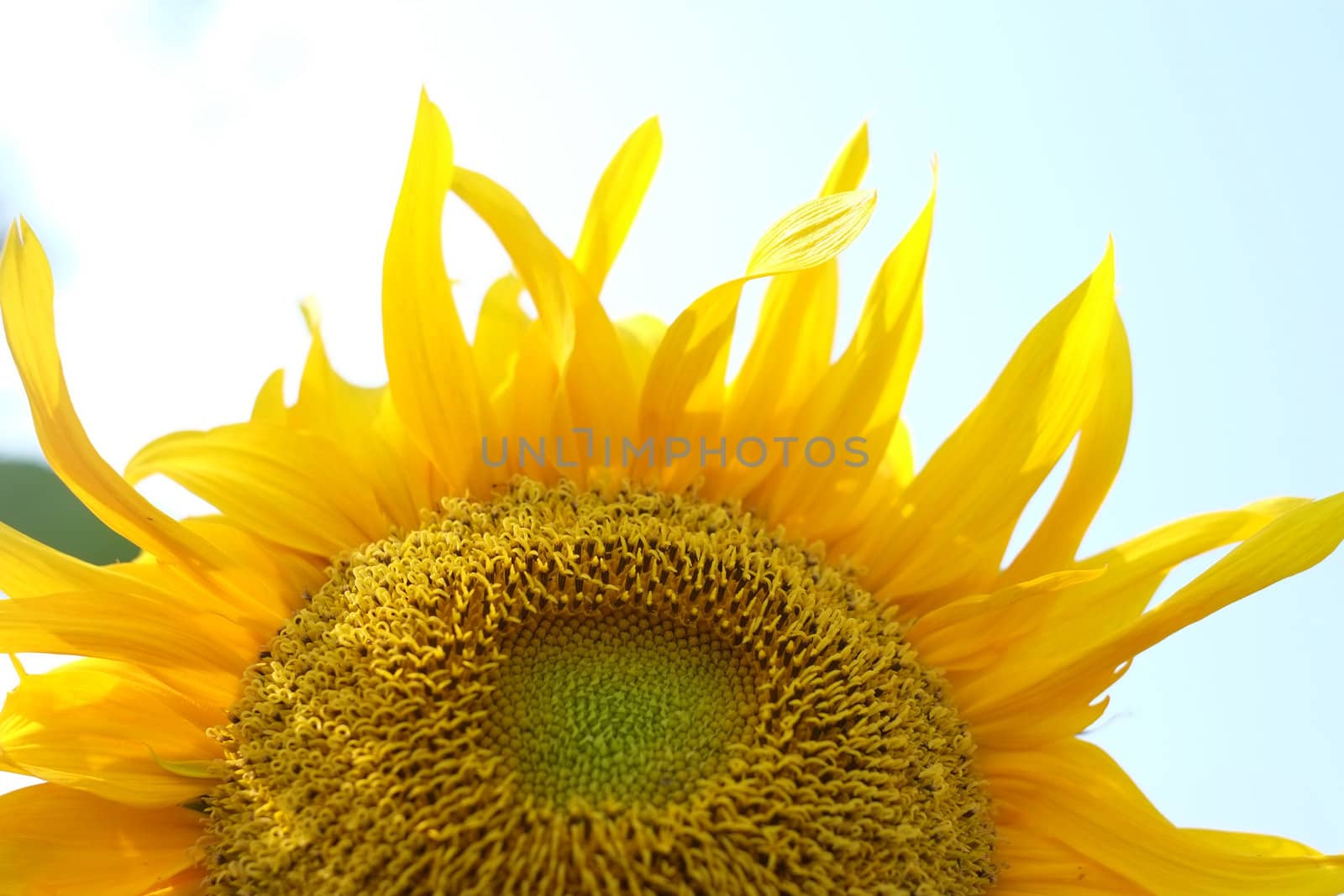 Sun flower on white background