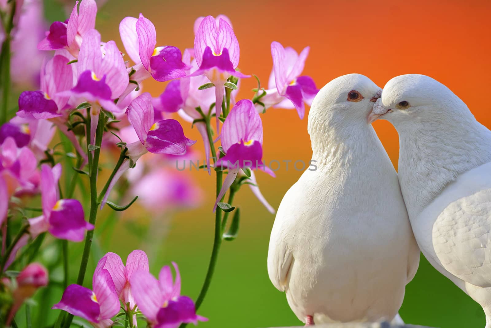 two loving white doves and butterfly orchid flower