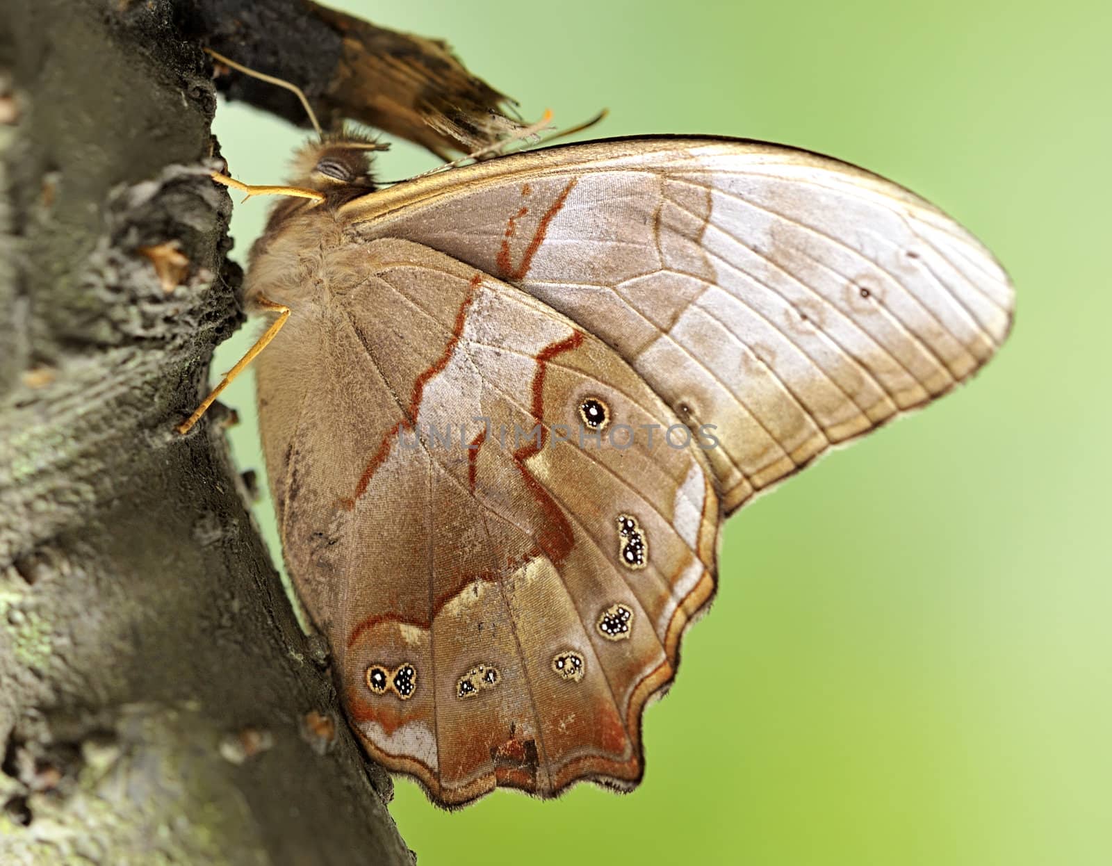 a beautiful butterfly on trunk by jackq