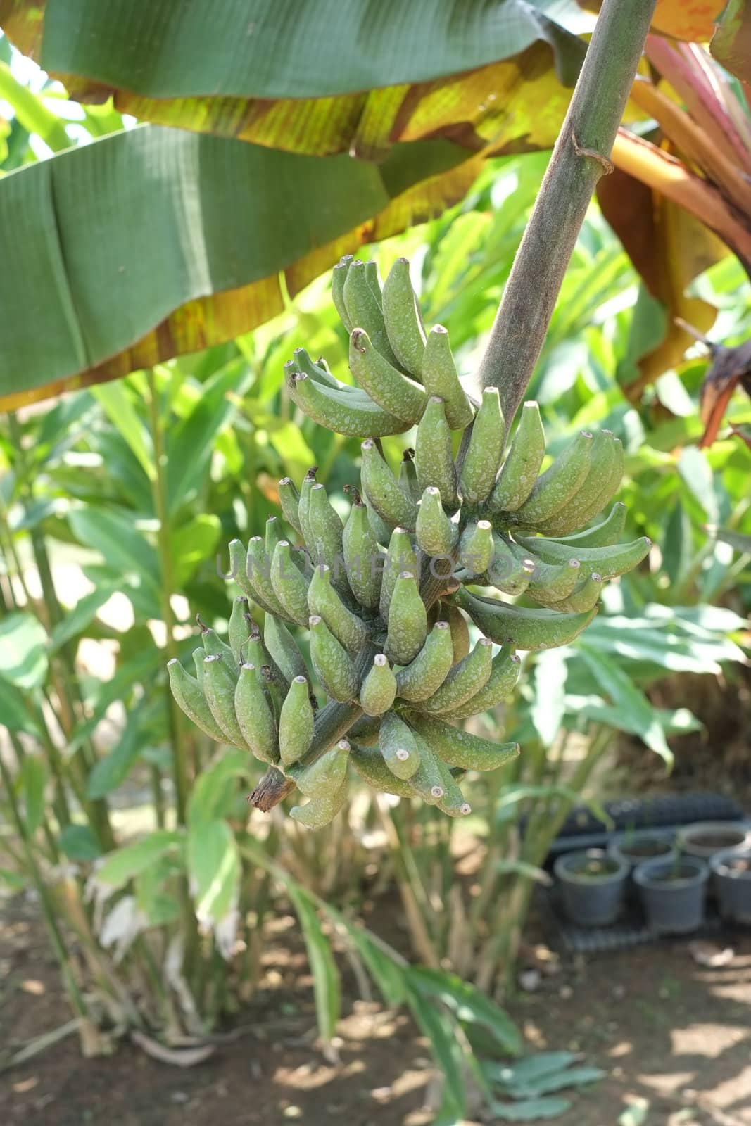 young banana tree with bananas