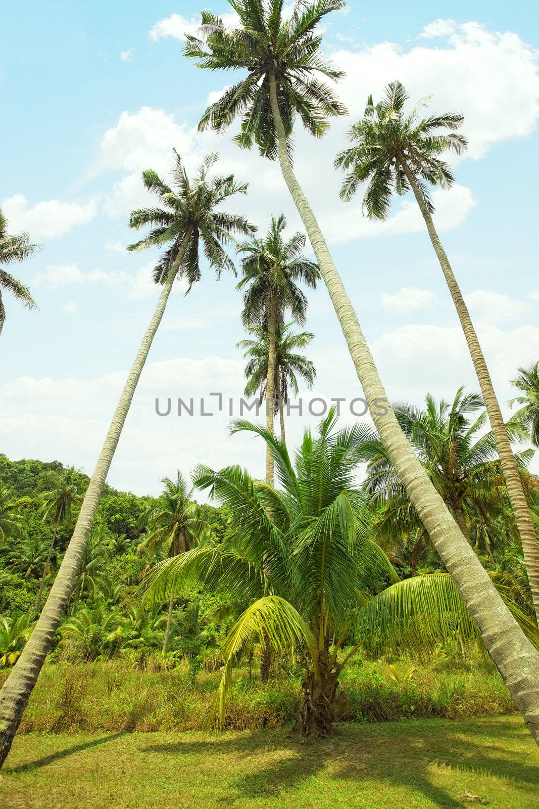 Panoramic color  view of nice color misty  tropical jungle