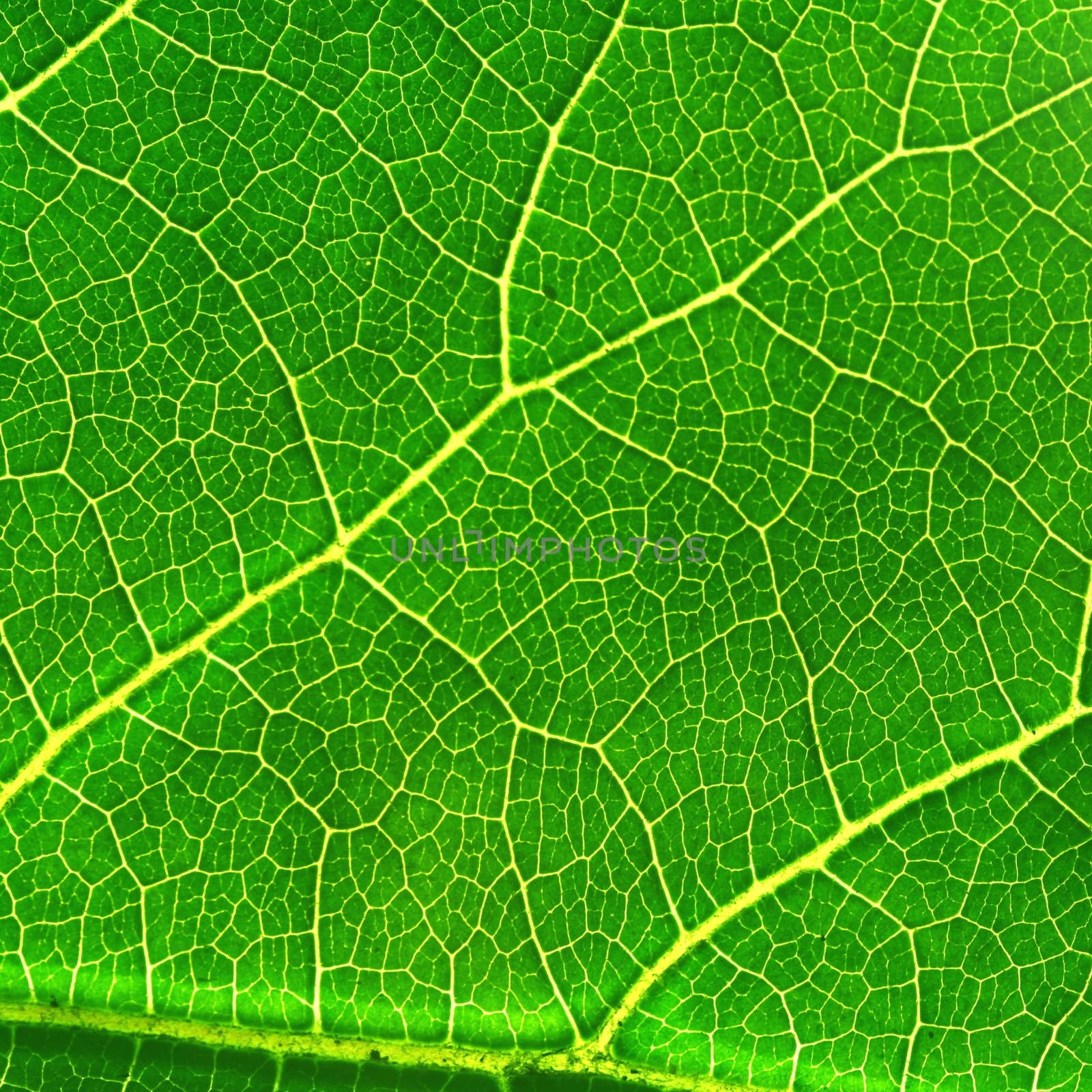 green leaf structure macro close up