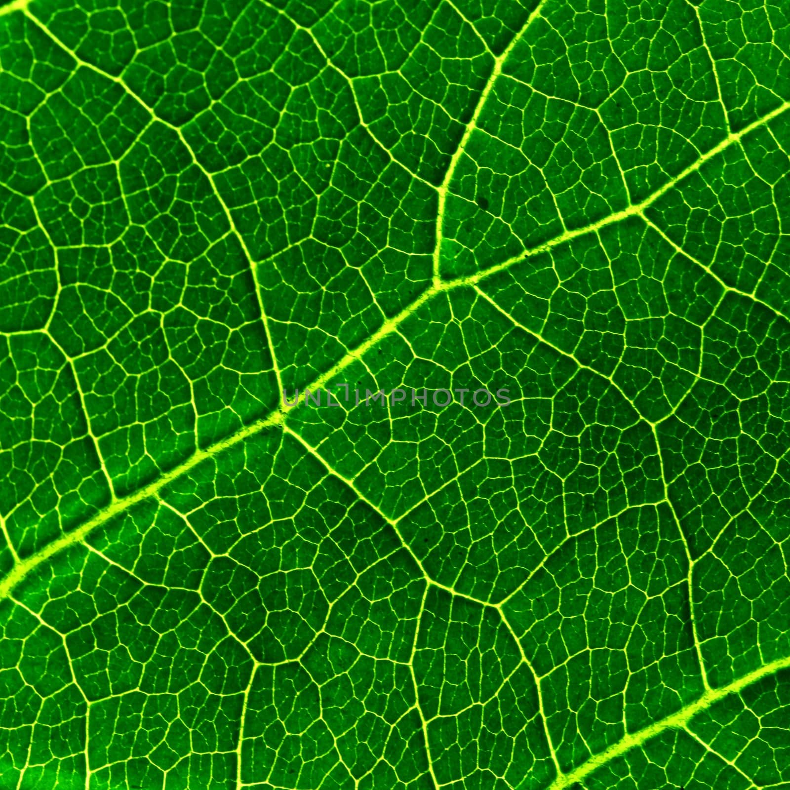 green leaf macro close up