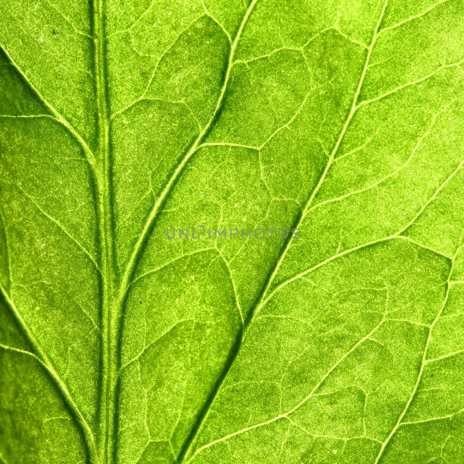 green leaf close up nature background