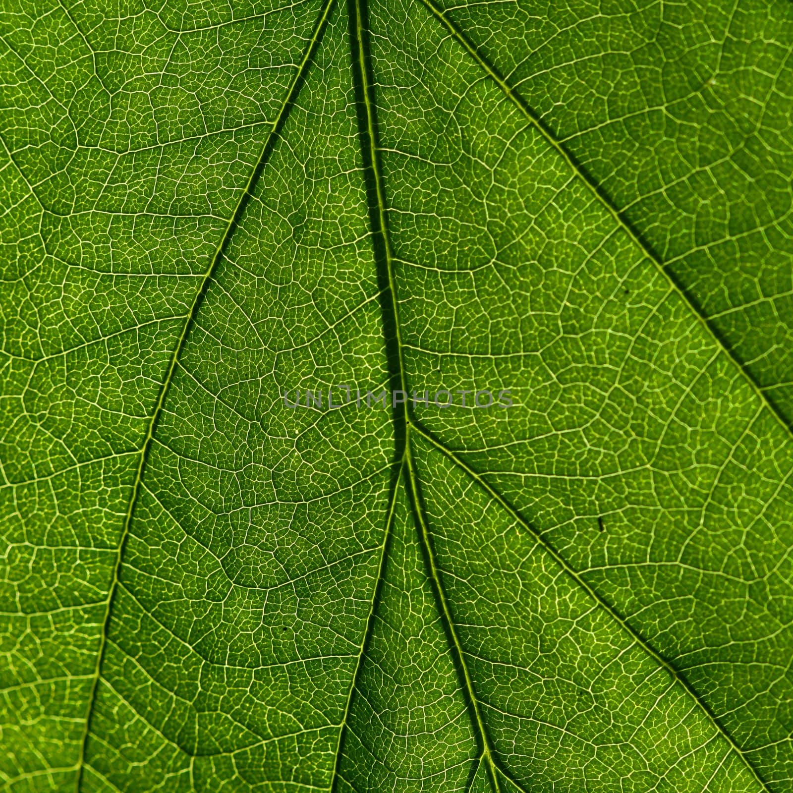 summer green leaf macro close up