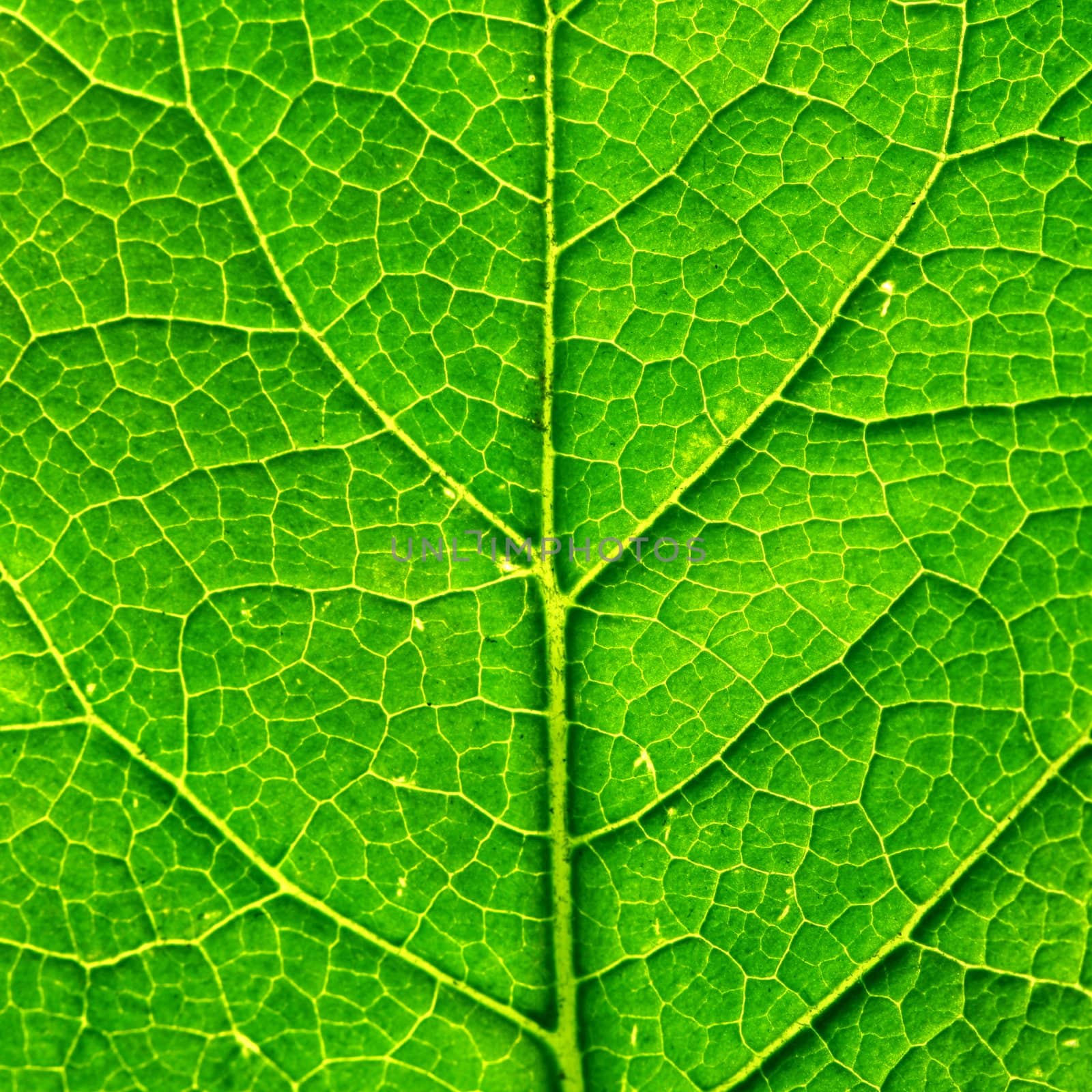 green leaf structure macro close up
