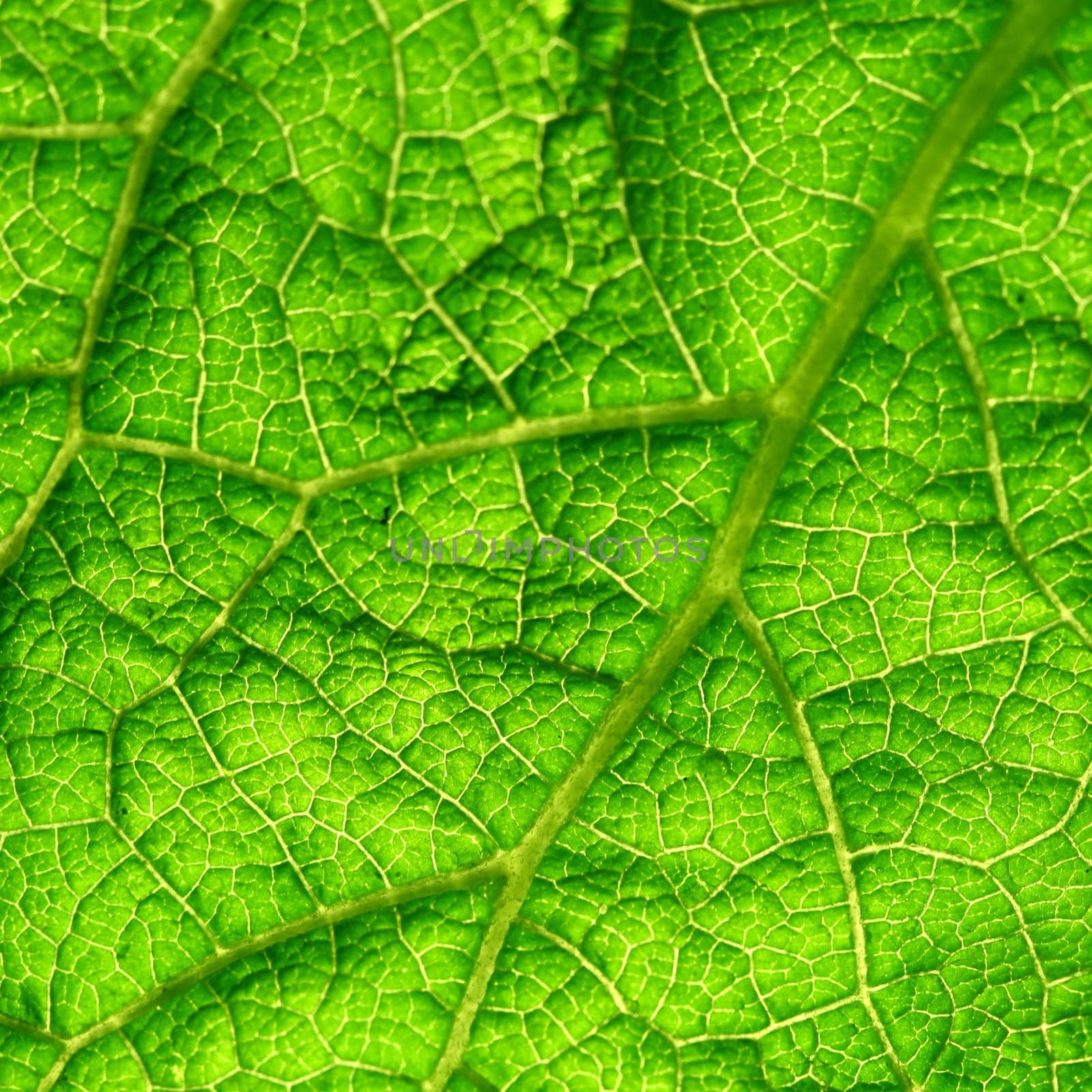 green leaf macro close up
