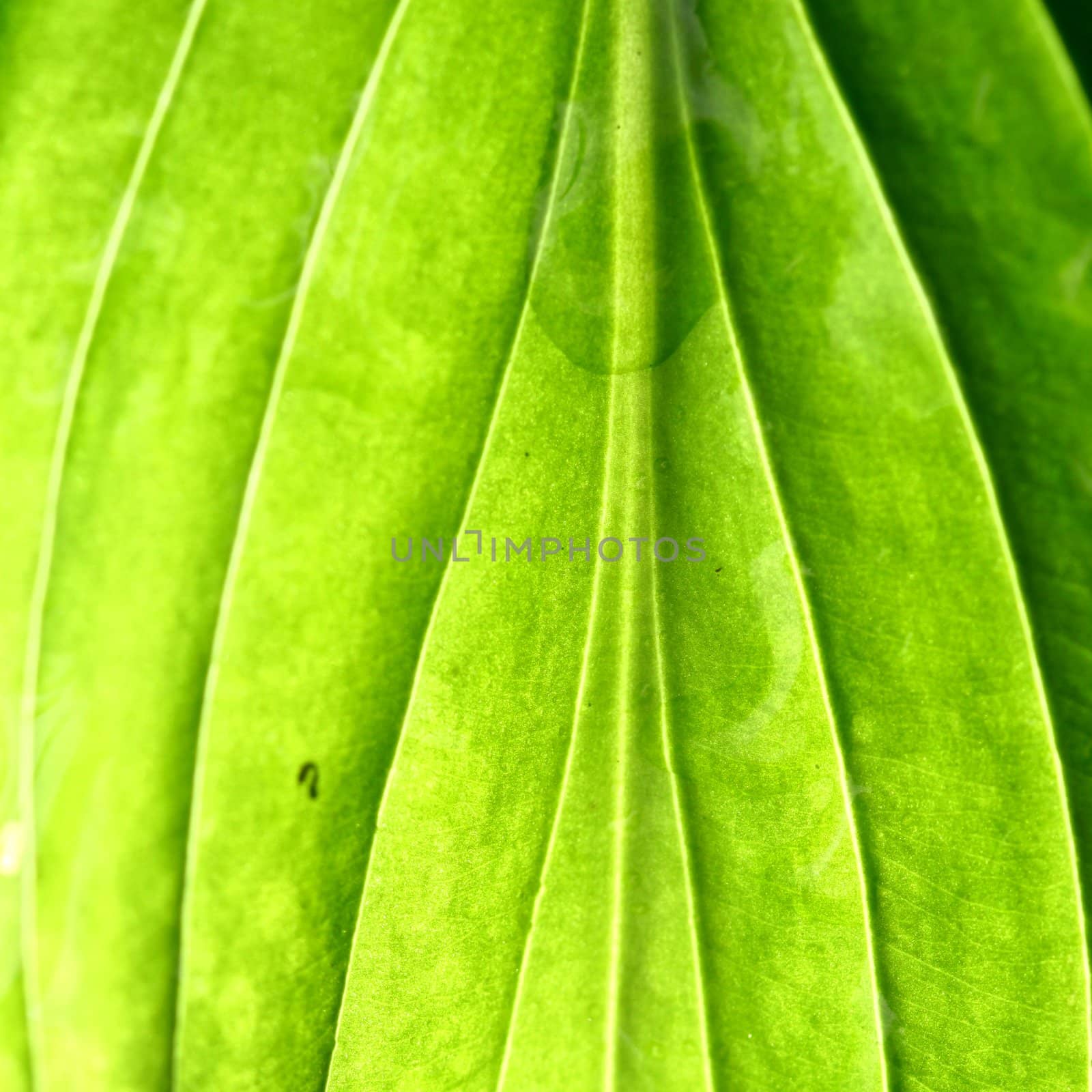 summer green leaf macro close up