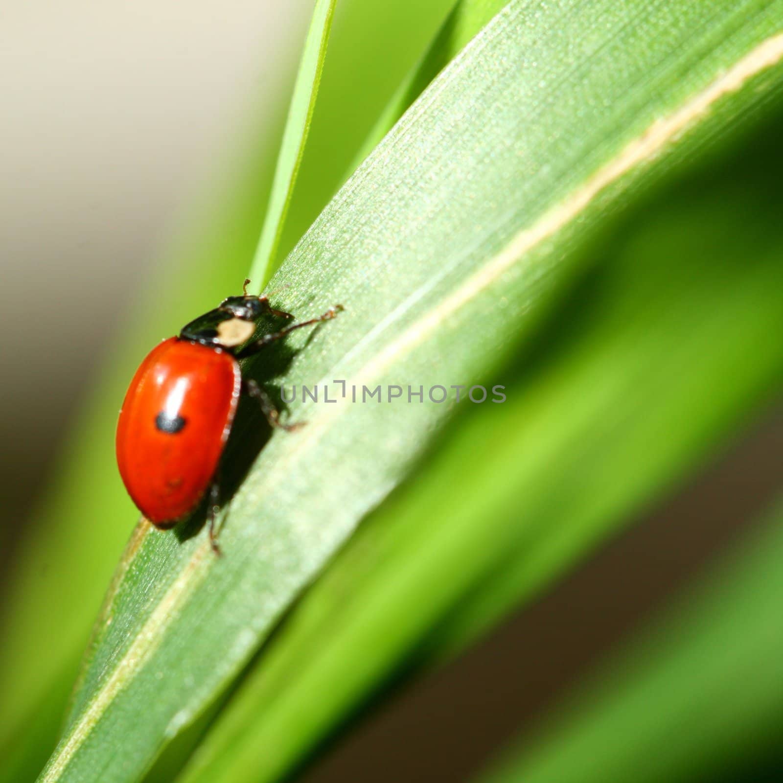 summer red  ladybug on grass