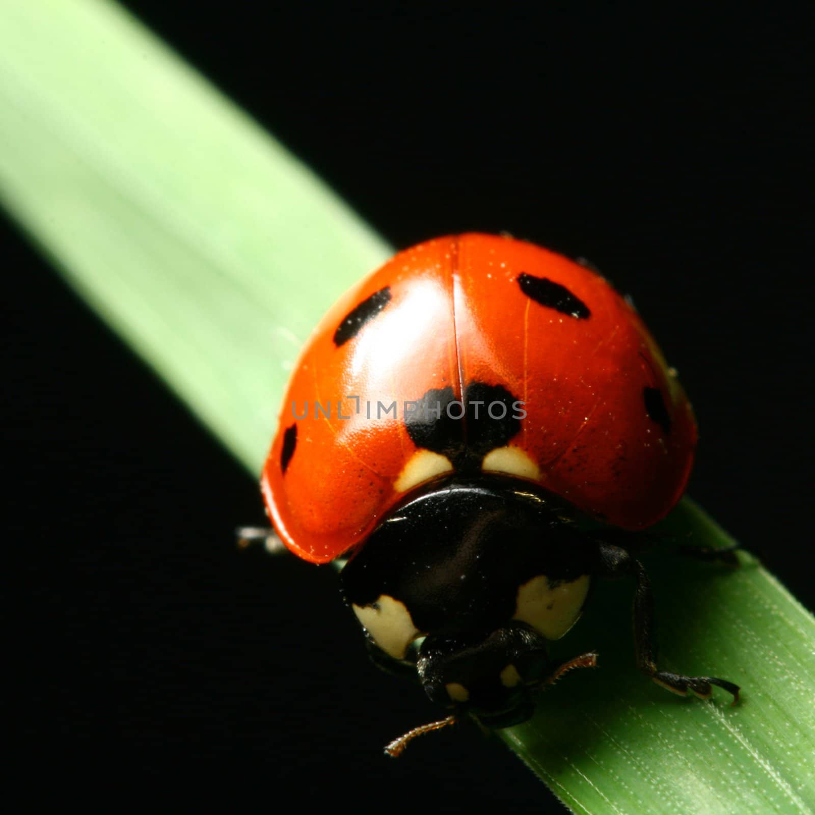 ladybug on grass black background