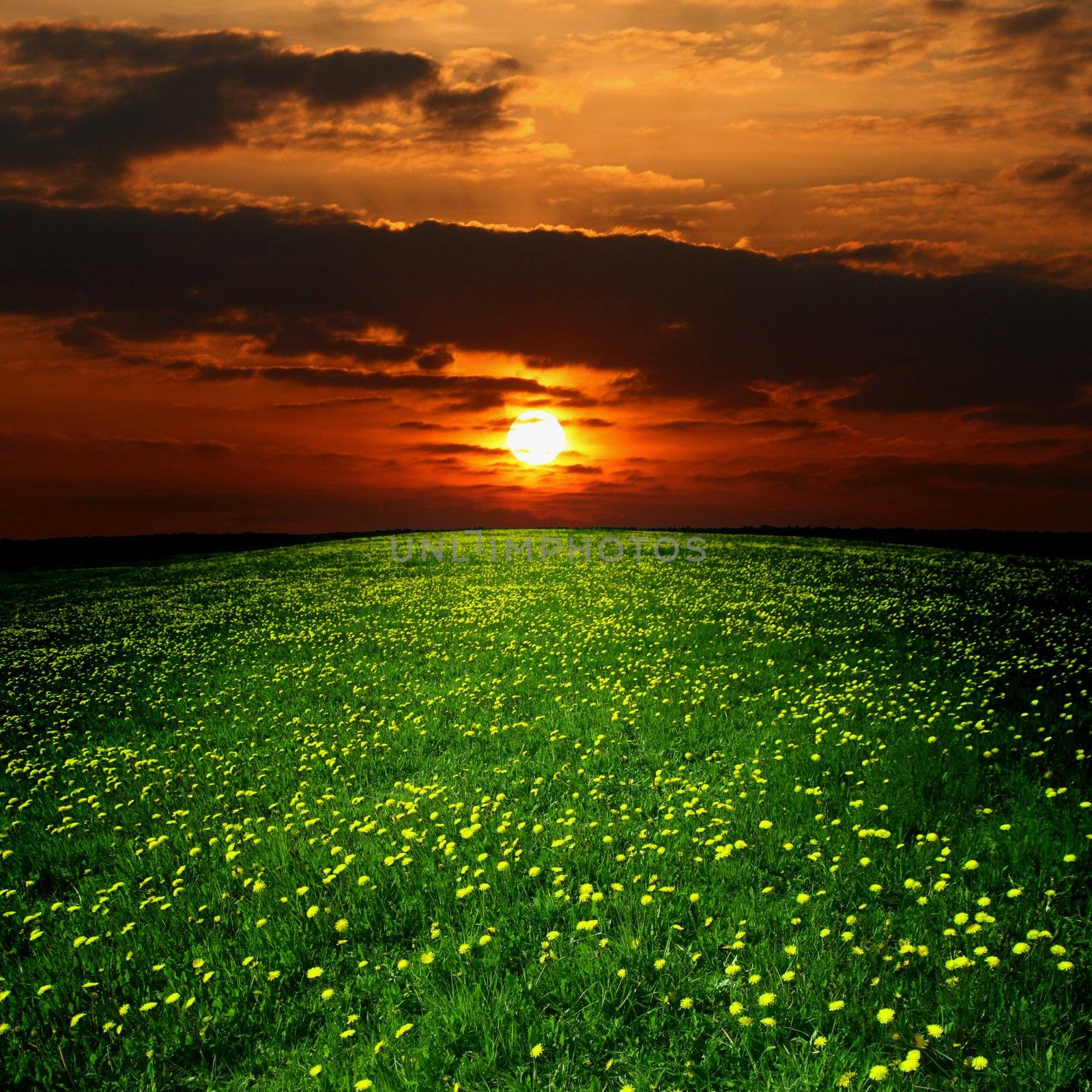 dandelion landscape under sunset sky