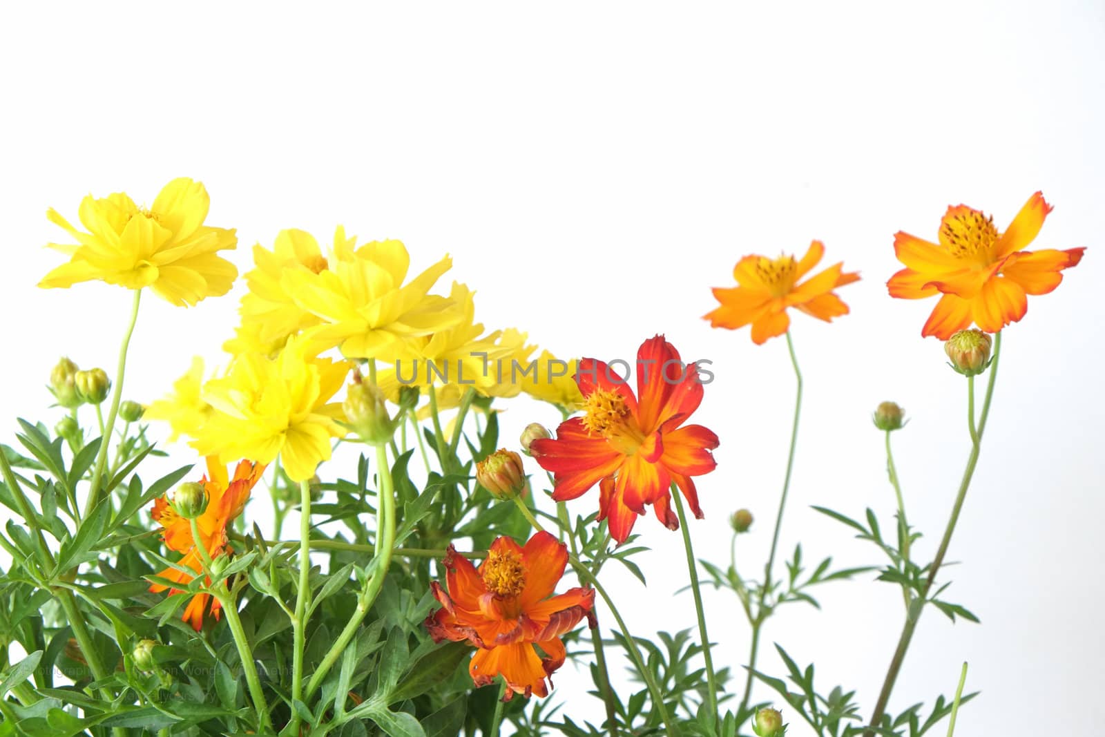 yellow and red cosmos in white background by chayathonwong