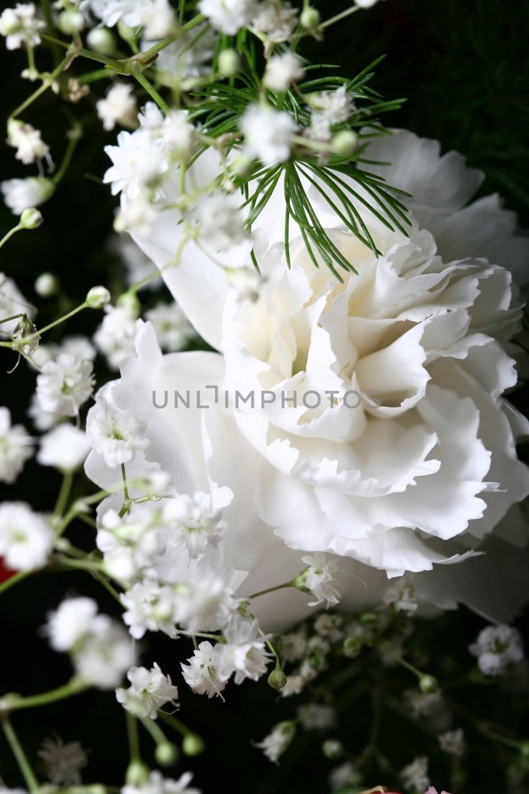 beautiful flowers close up white macro like card