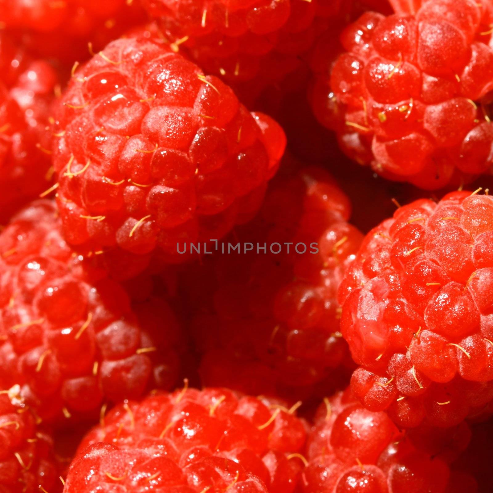 red wild raspberry macro close up 