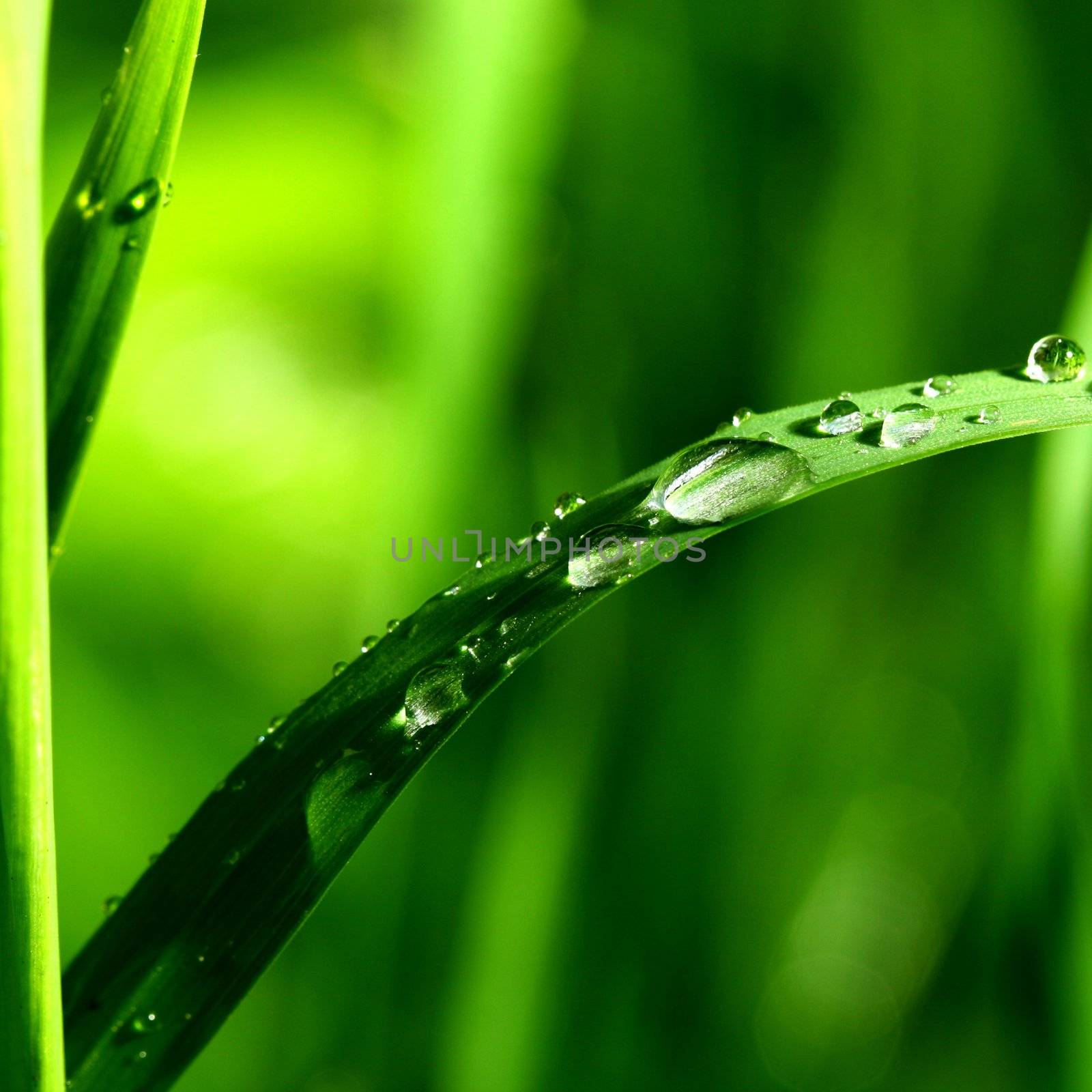 natural waterdrop on green leaf macro