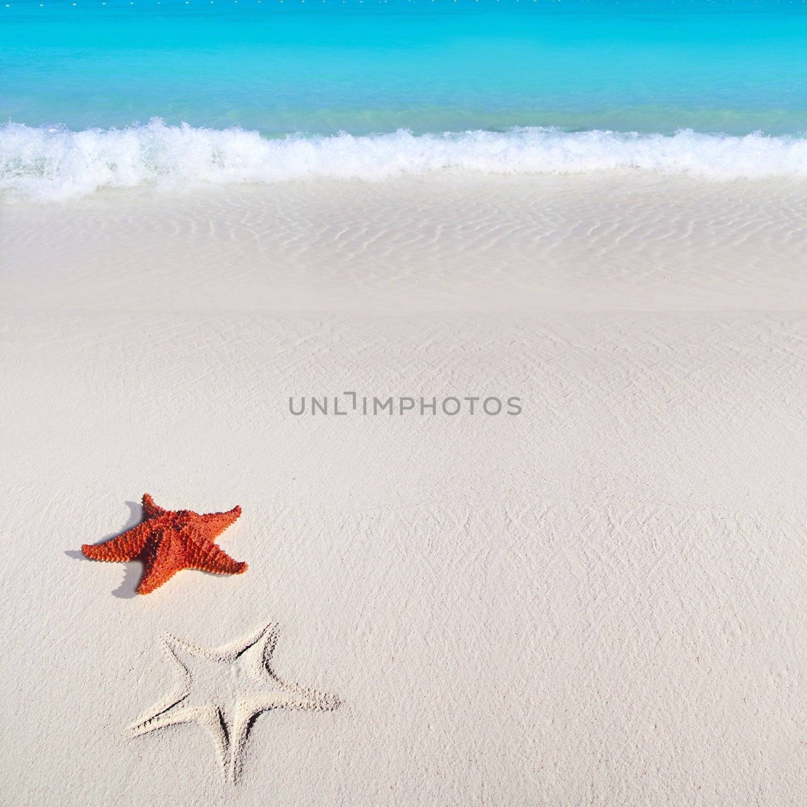 beautiful caribbean starfish tropical sand turquoise beach