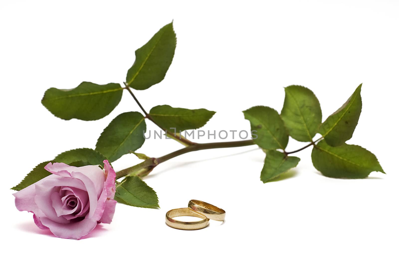 Golden wedding rings and fresh roses to say I love you.