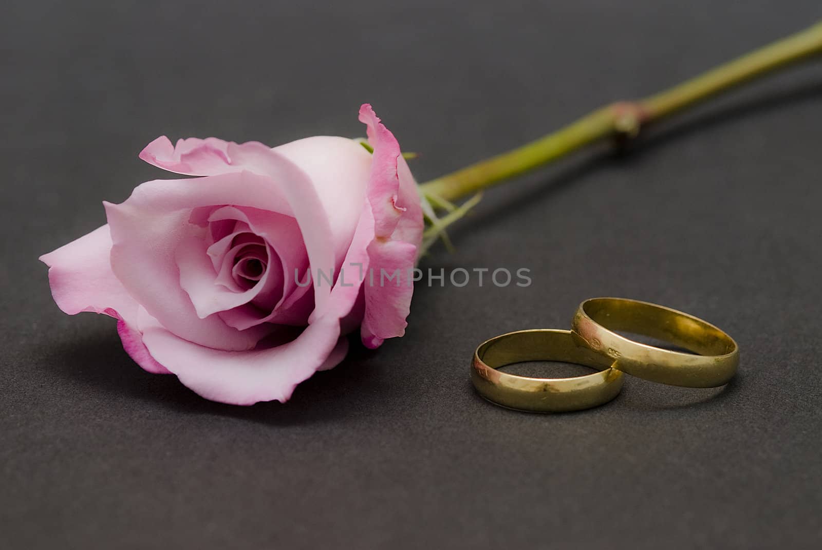 Pink rose and wedding rings over black. by angelsimon