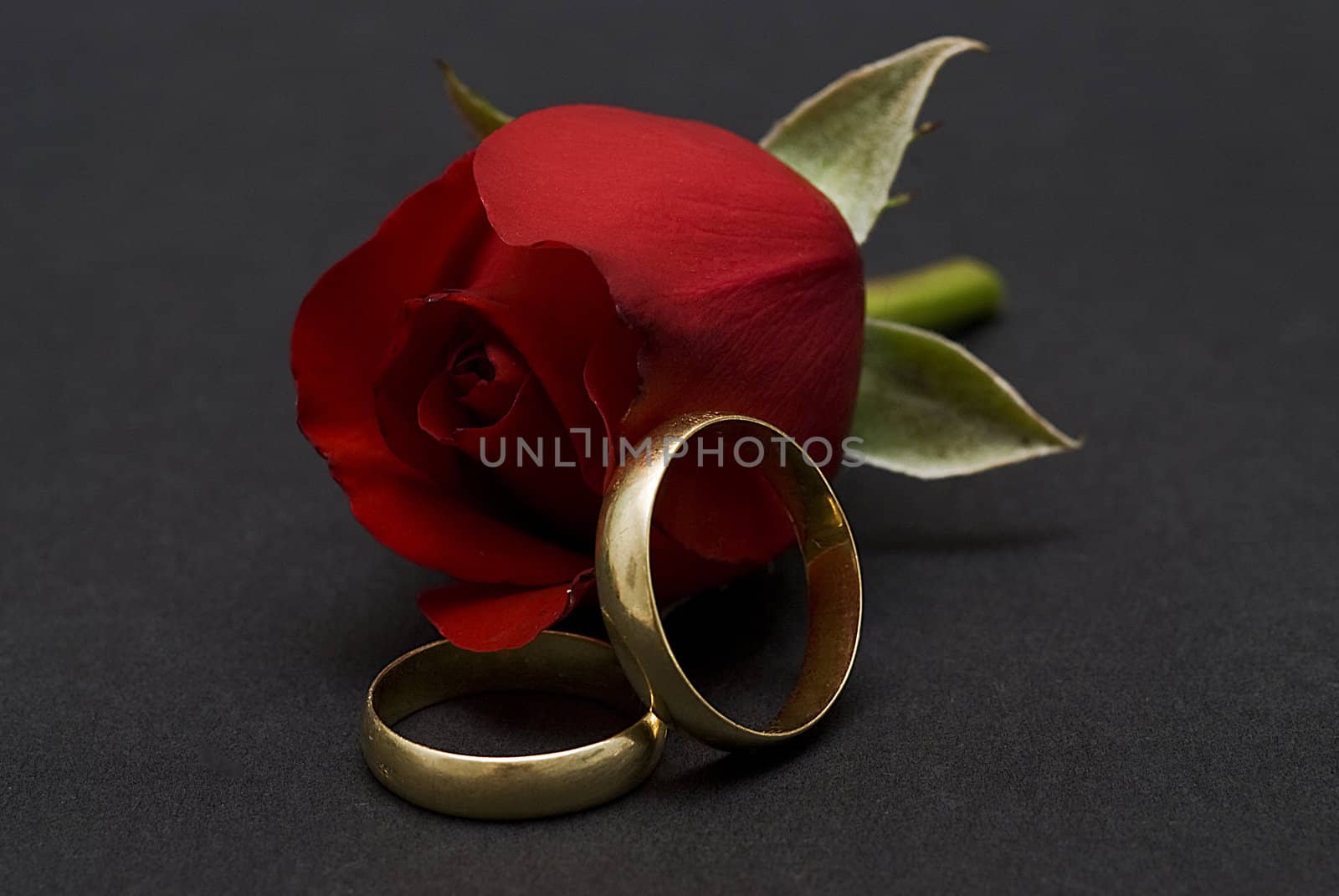 Wedding rings and red roses over black. by angelsimon