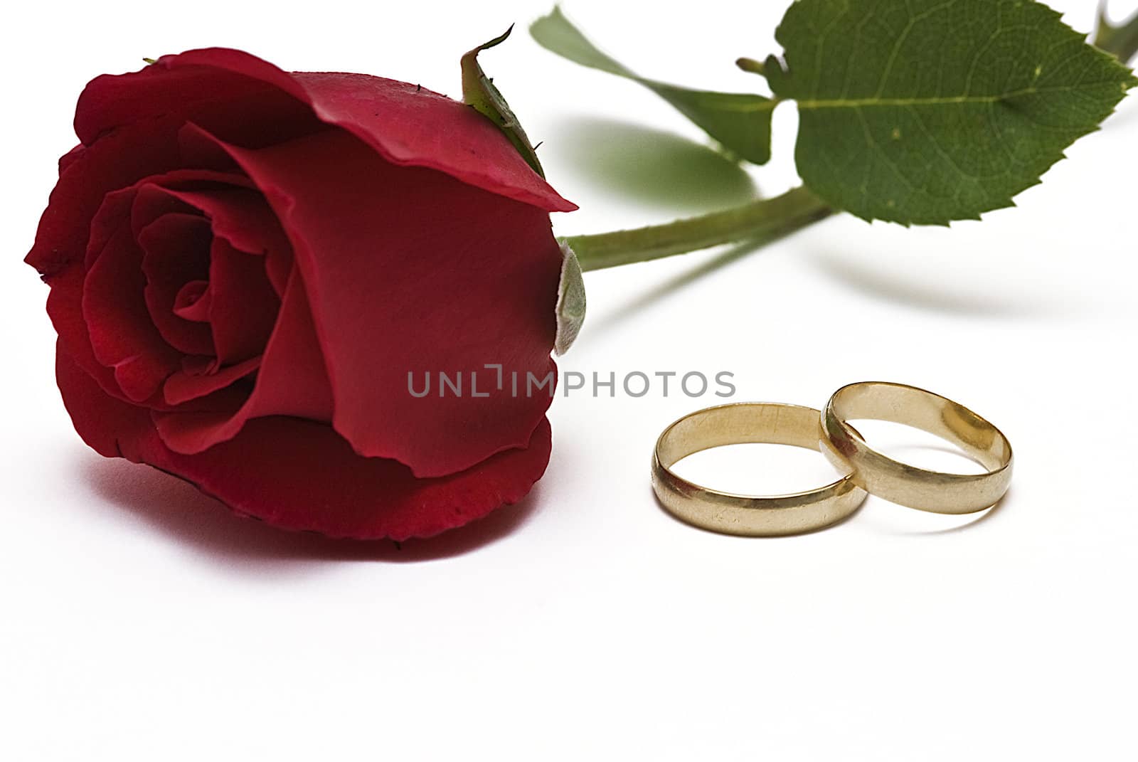 Golden wedding rings and fresh roses to say I love you.