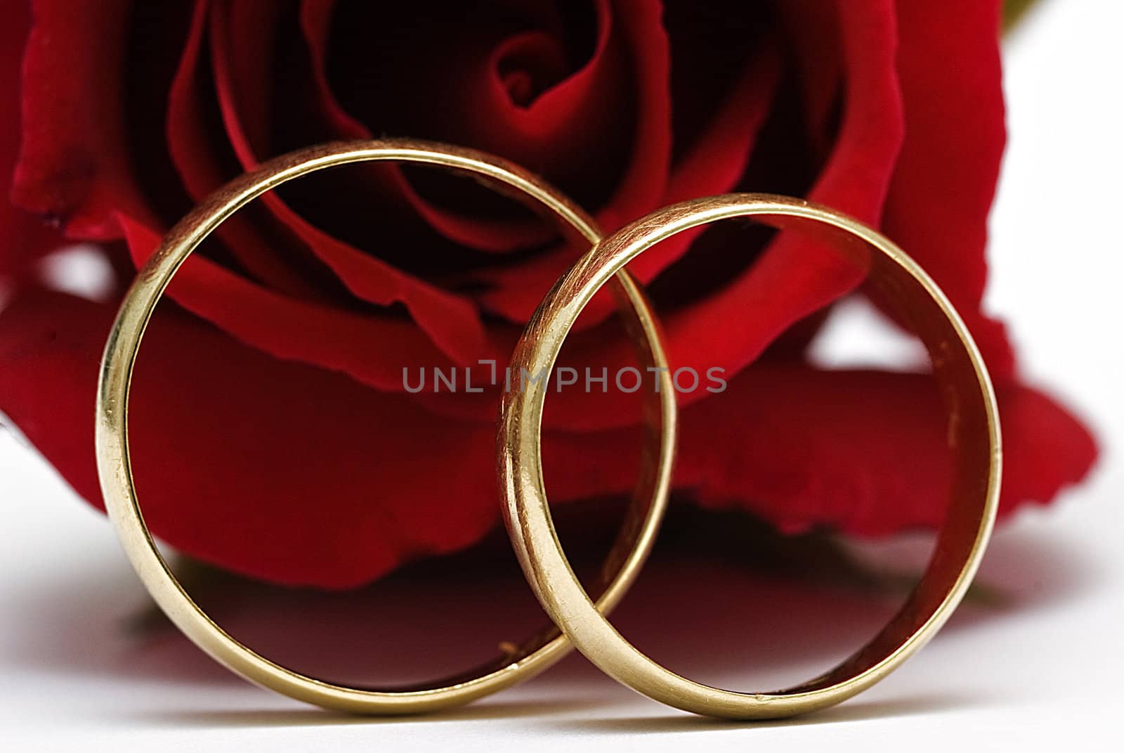 Wedding rings and fresh roses. by angelsimon