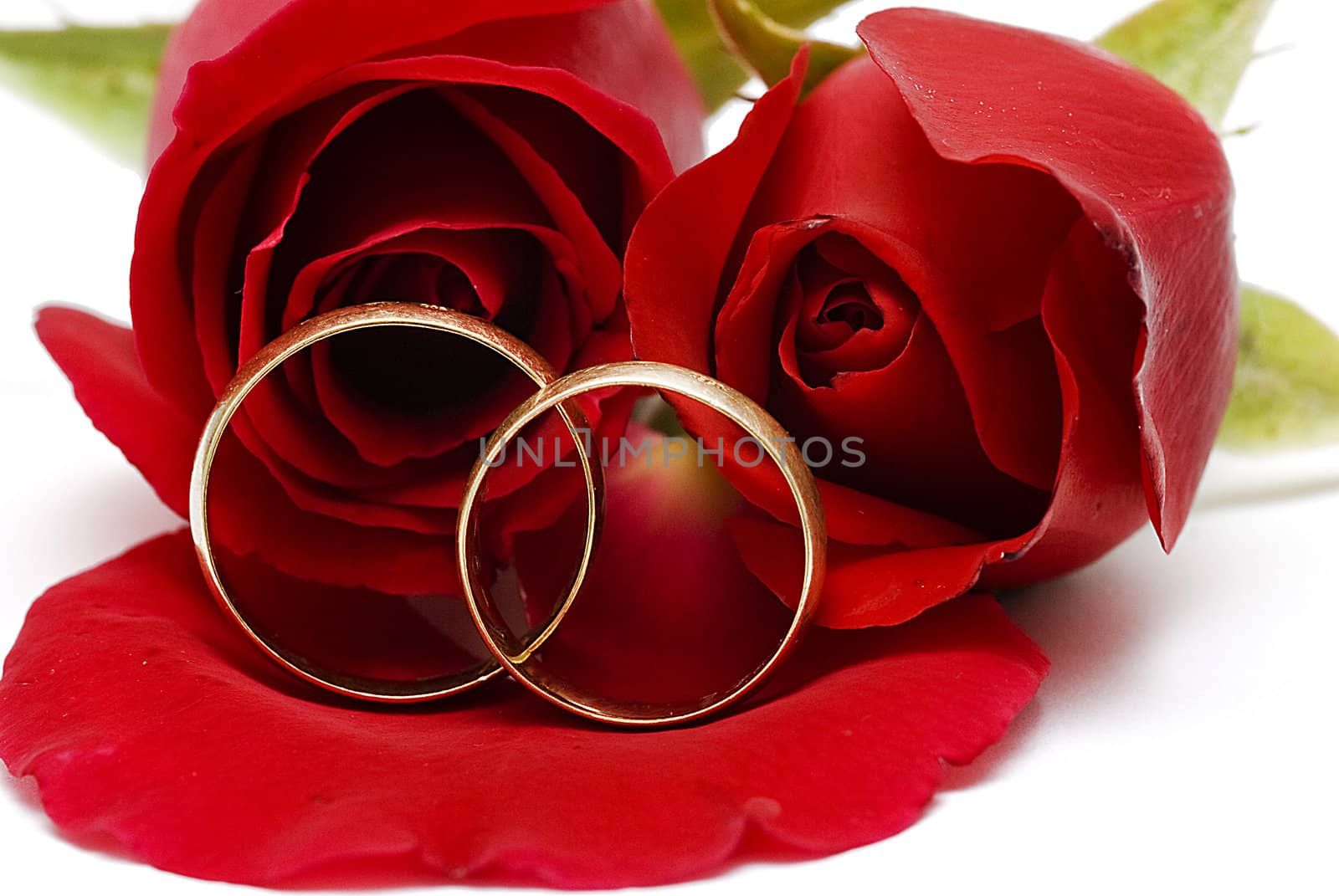 Golden wedding rings and fresh roses to say I love you.