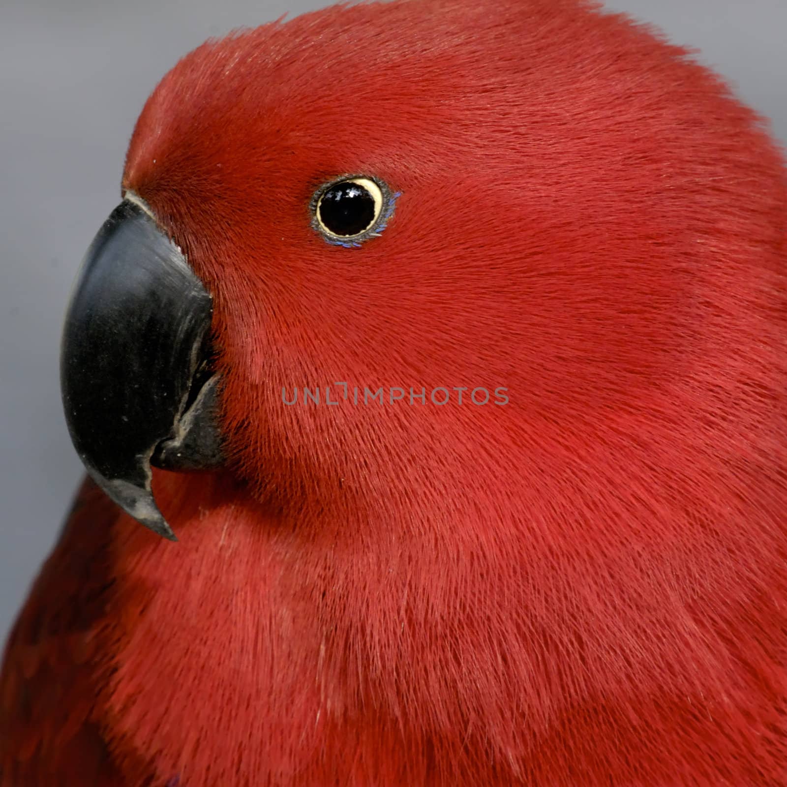 red parrot by jackq