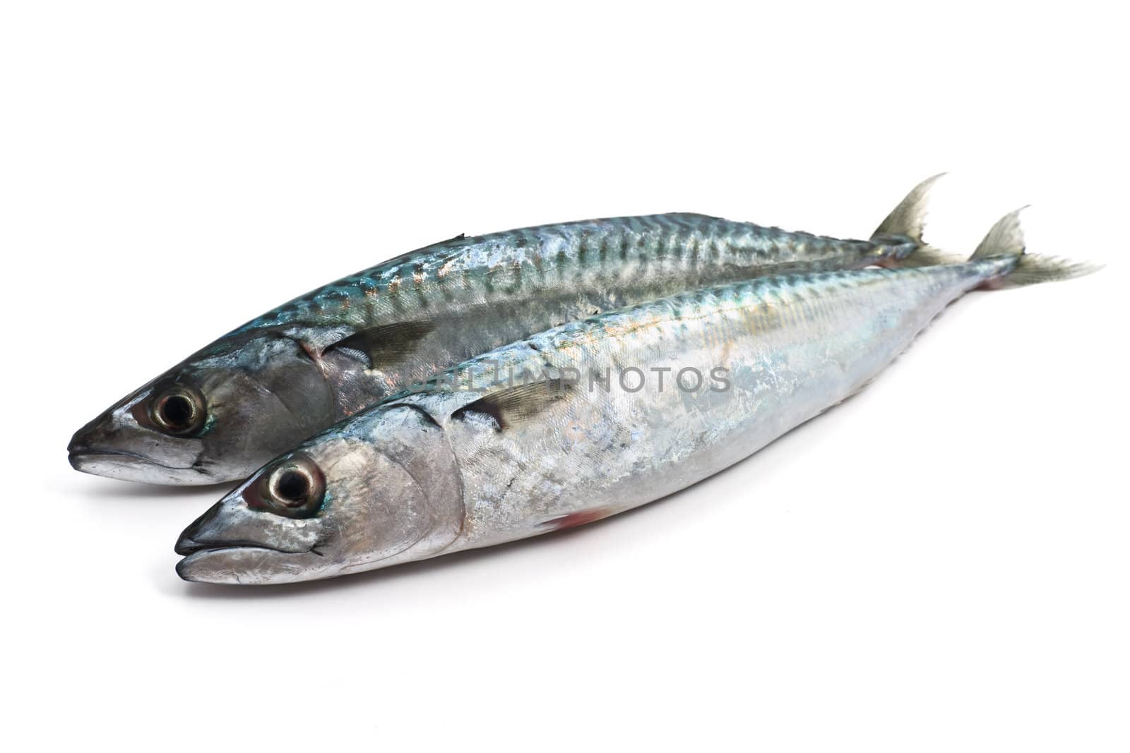 two fresh mackerel fish over white background