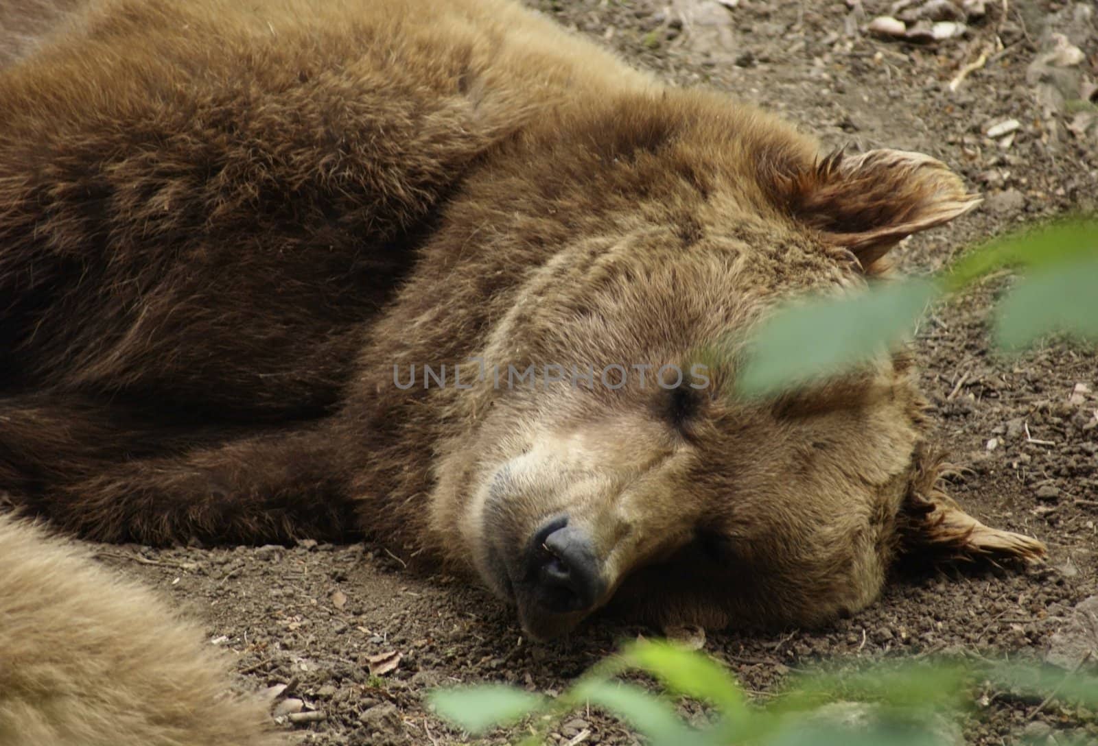 portrait of a Brown Bear while resting on the ground