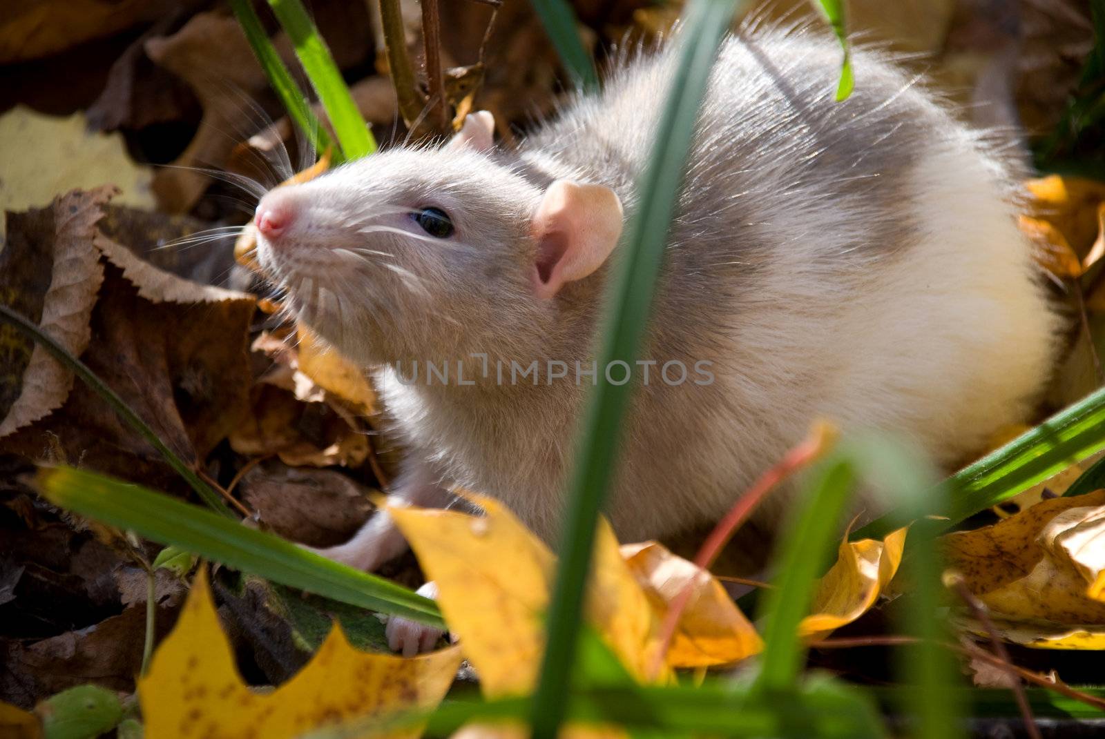 domestic rat in the woods by jannyjus