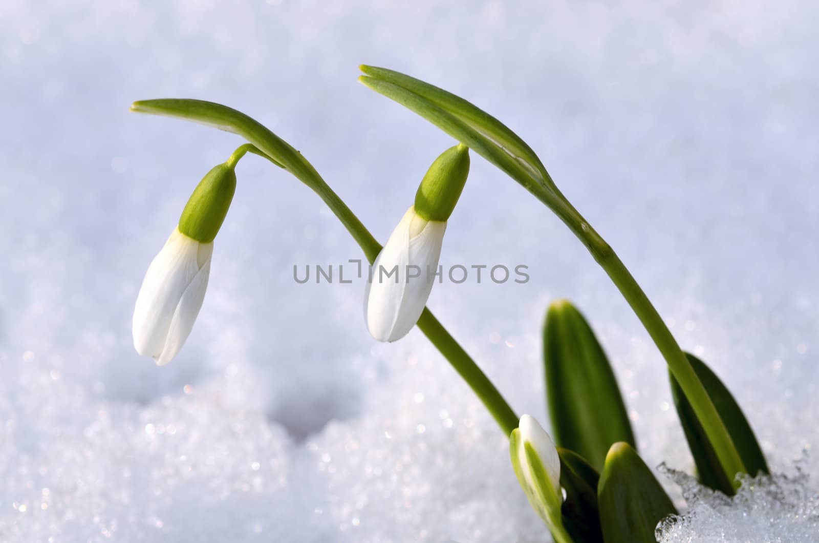 Spring snowdrop flowers with snow in the forest by DNKSTUDIO