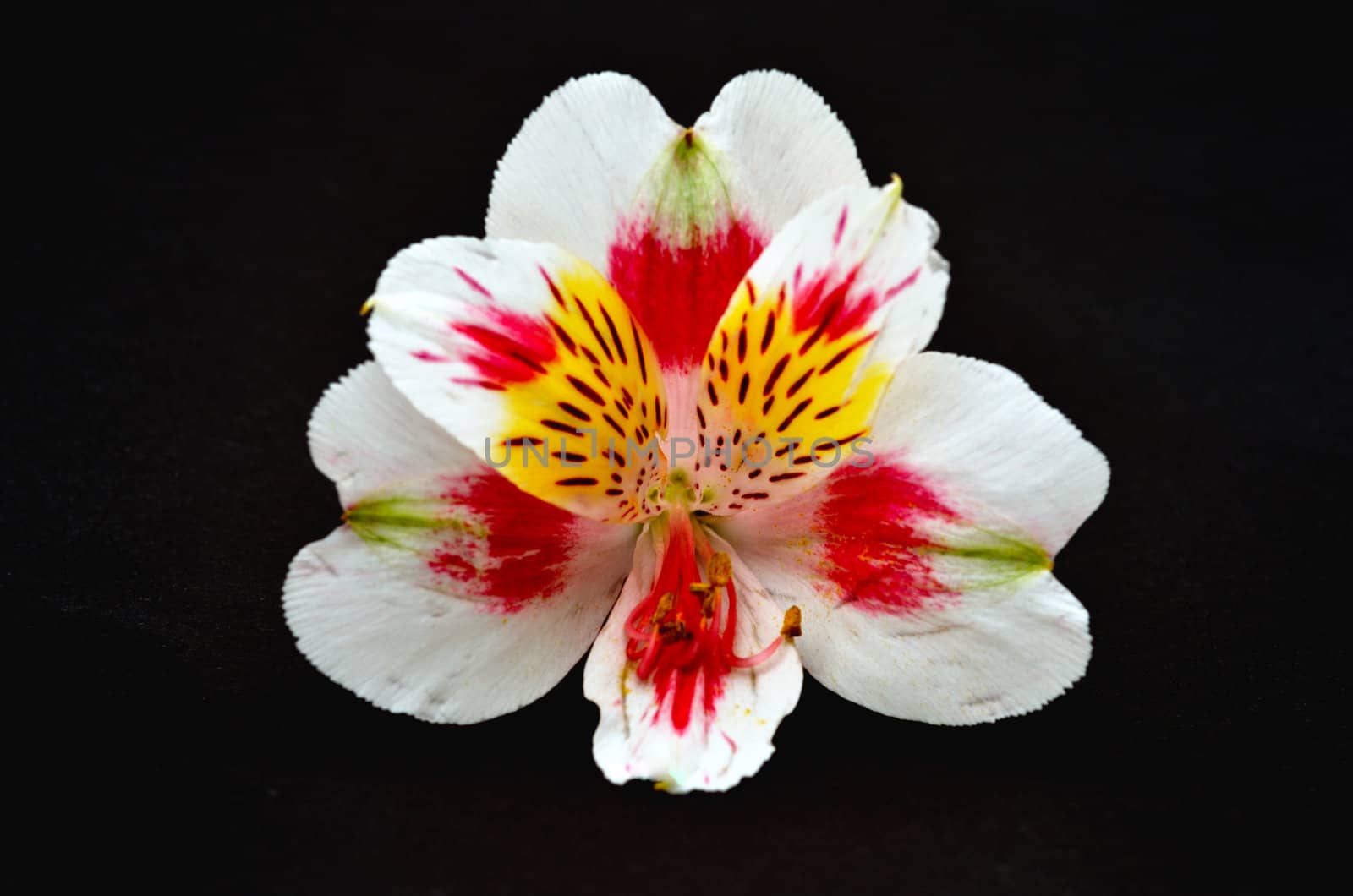 Bright Lilly Flower