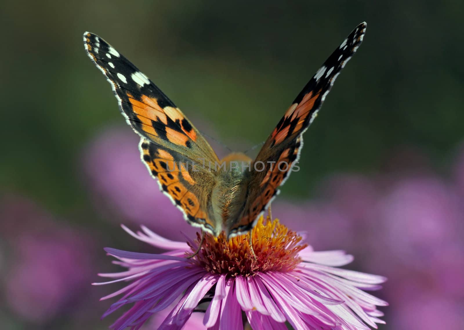 close up of Painted Lady butterfly by romantiche
