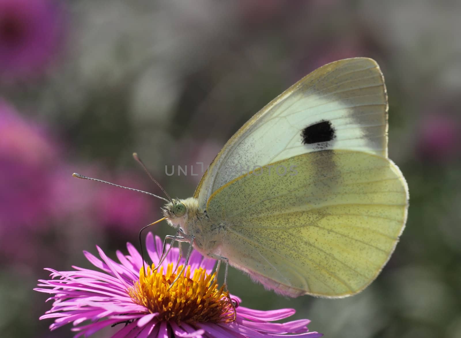 white cabbage butterfly on chrysanthemum