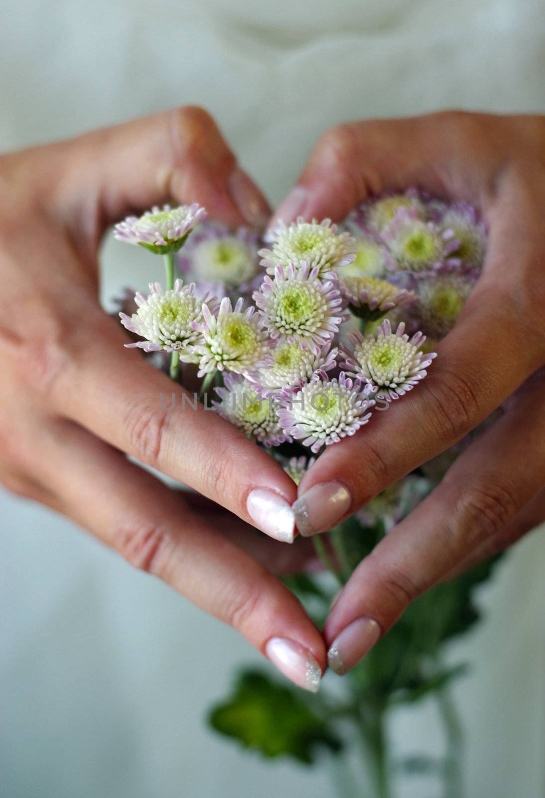 Hands combined by the heart, filled with small chrysanthemums