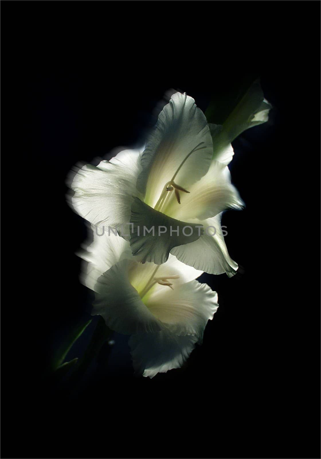 Two white flowers on a black background