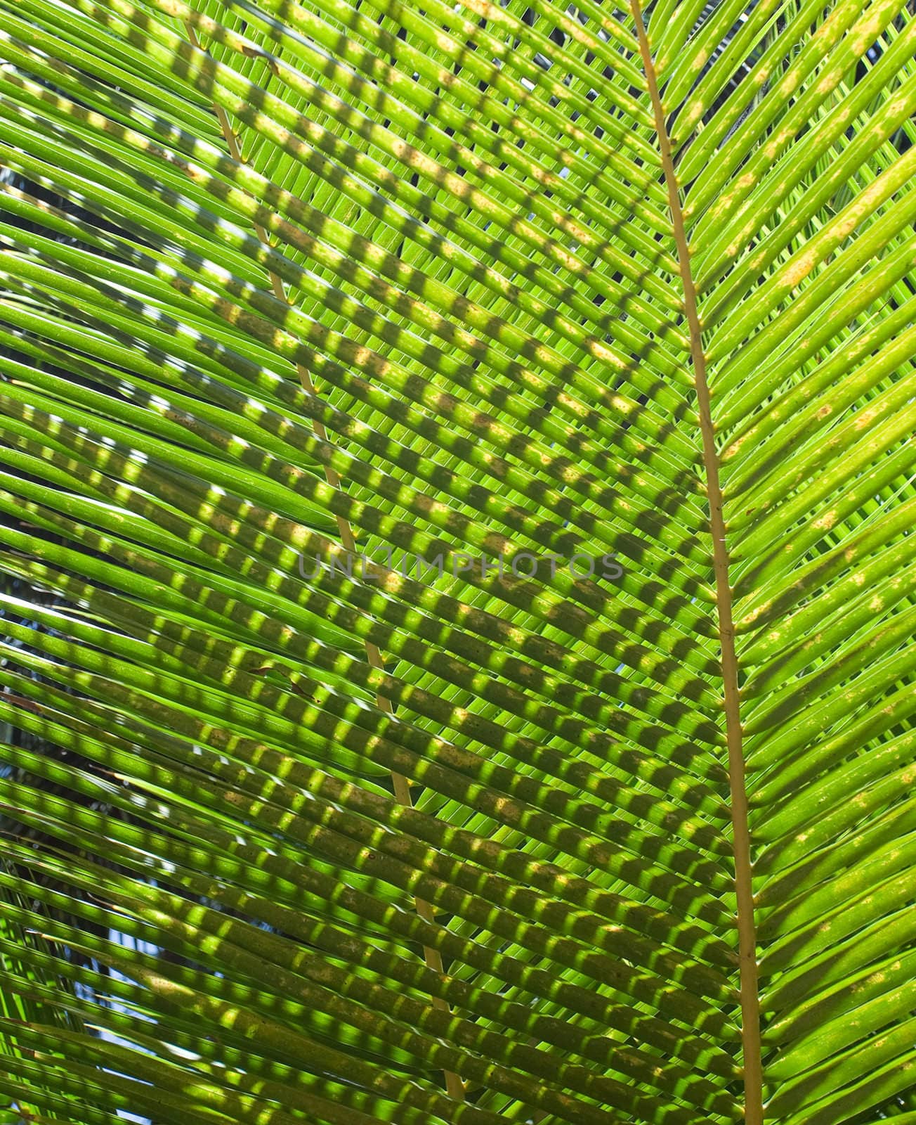 Back light palm leaves