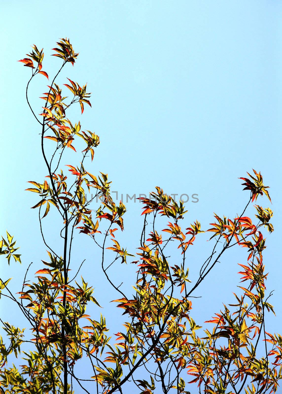 Tree with red leaves on a background of the sky