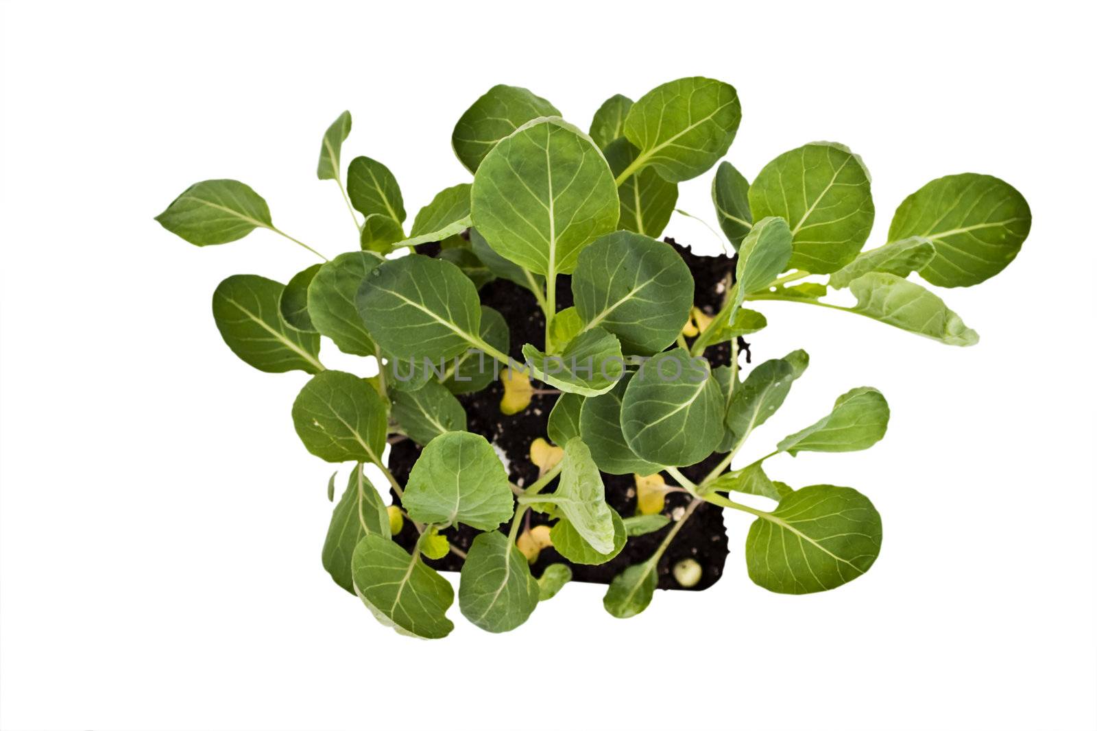 Broccoli plants isolated on white