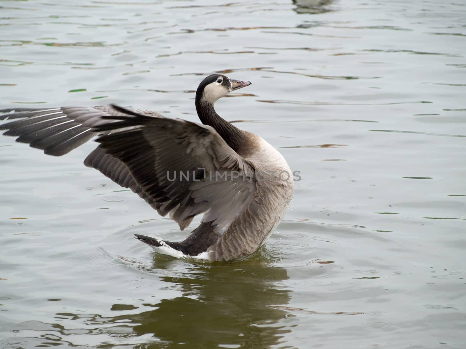 A Goose on water with reflection flapping its wings